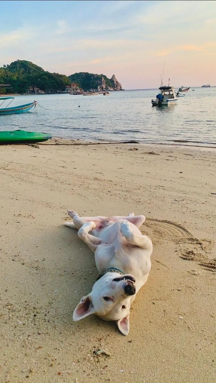 Koh Tao Tropicana Resort