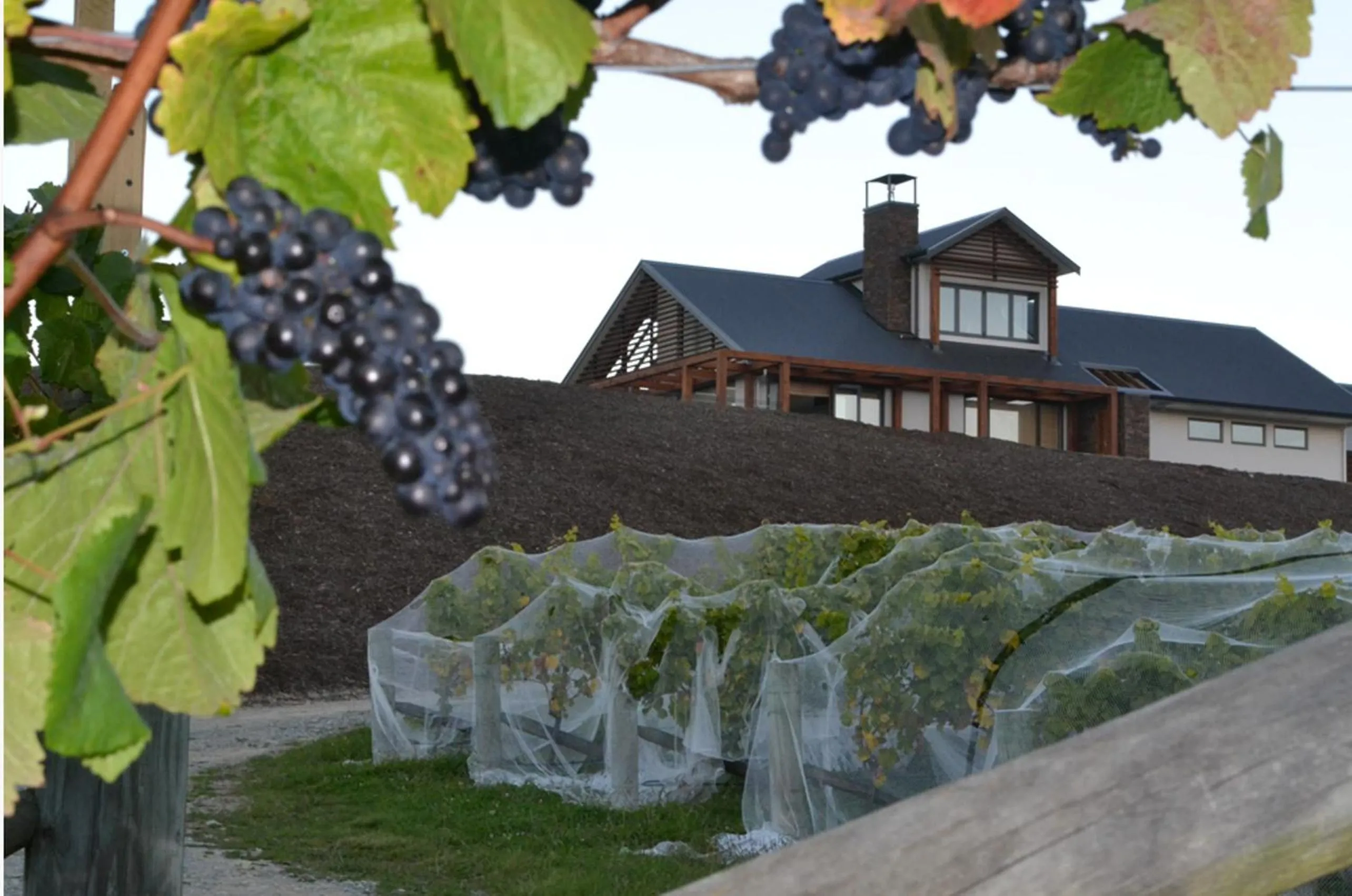 Pine Hill Lodge In Vineyard
