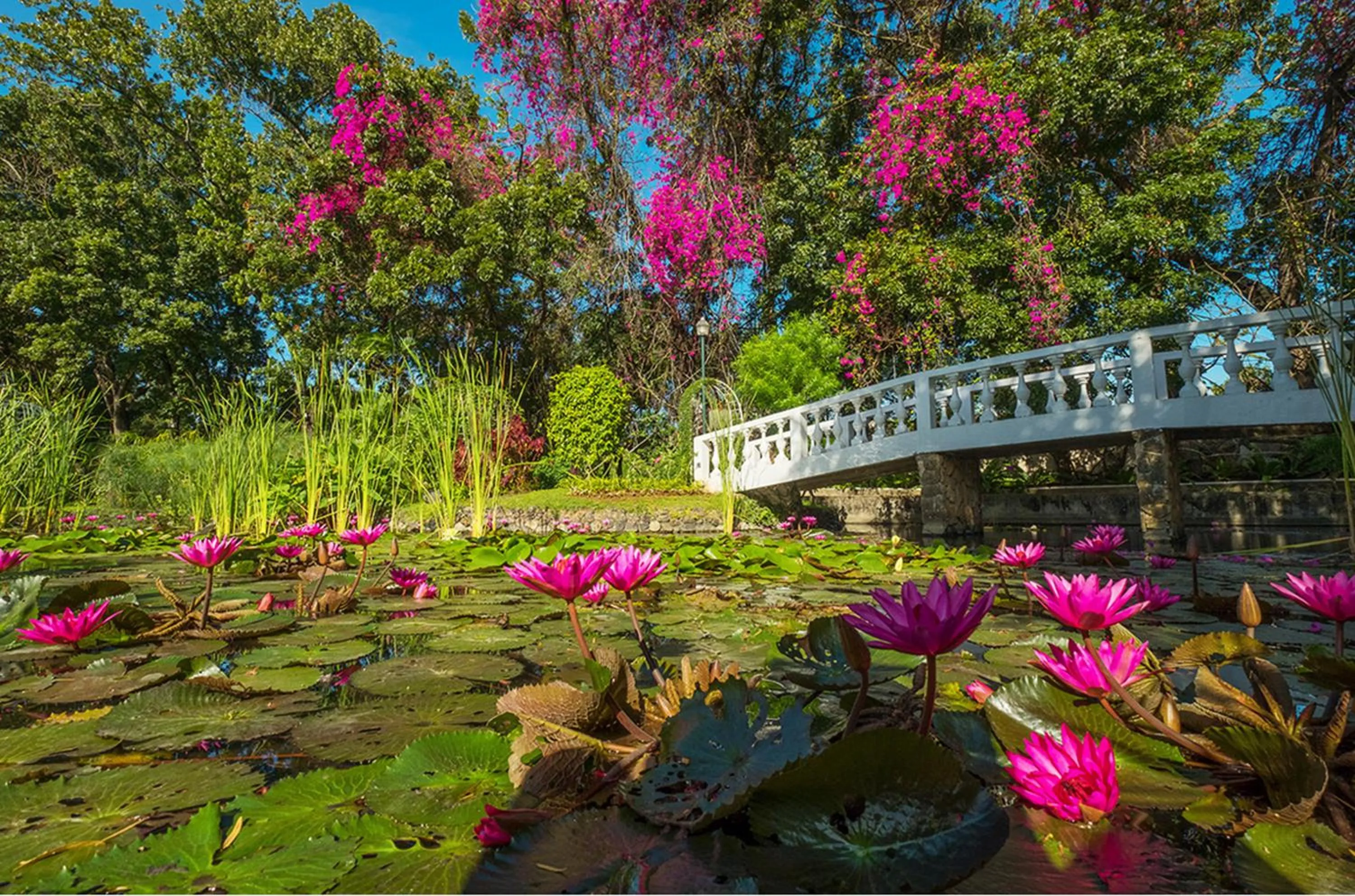Garden in Montebello Villa Hotel