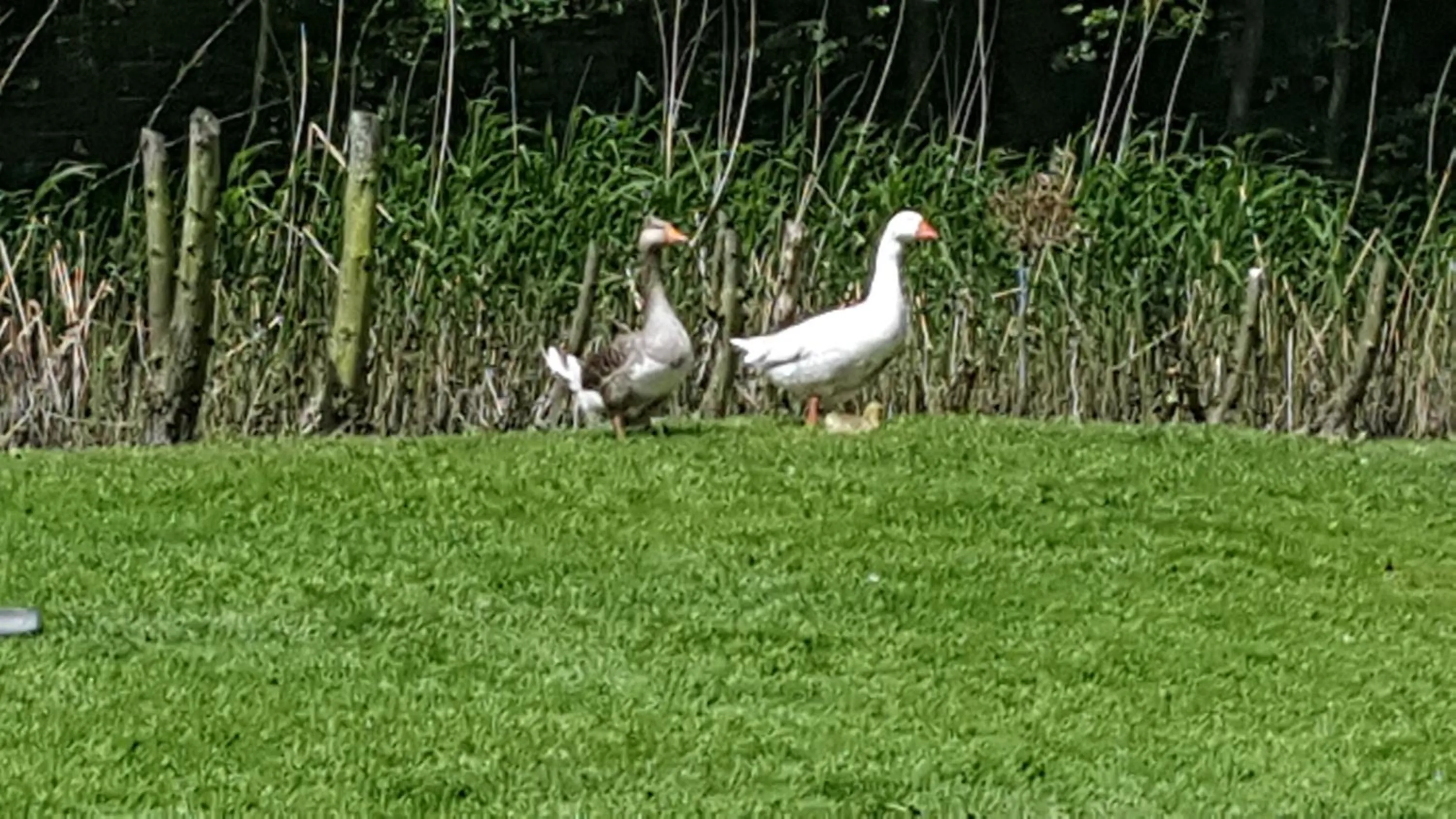 Animals in Bed & Breakfast De Koegang