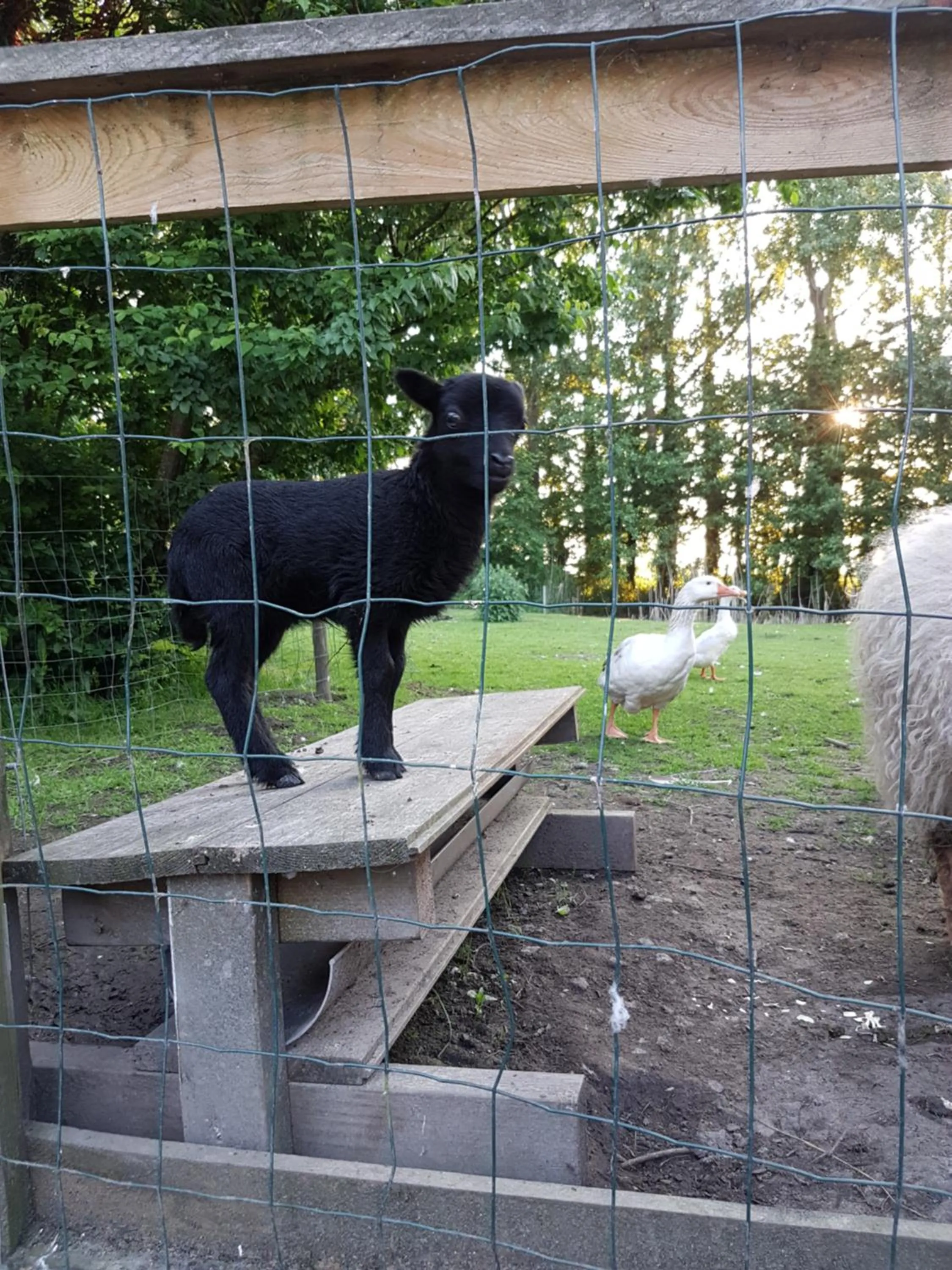 Animals in Bed & Breakfast De Koegang