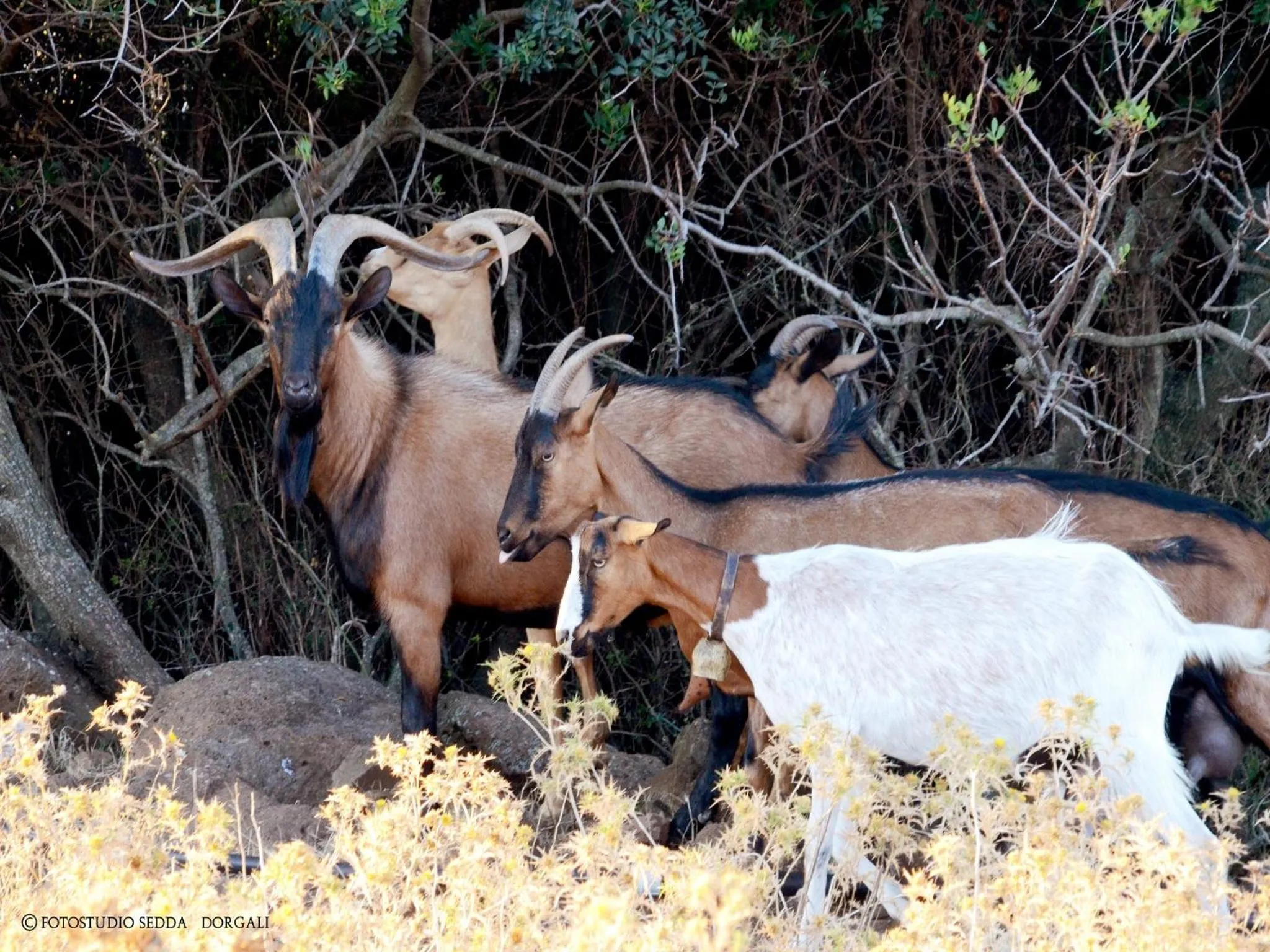 Hiking in Country House S'Ozzastru