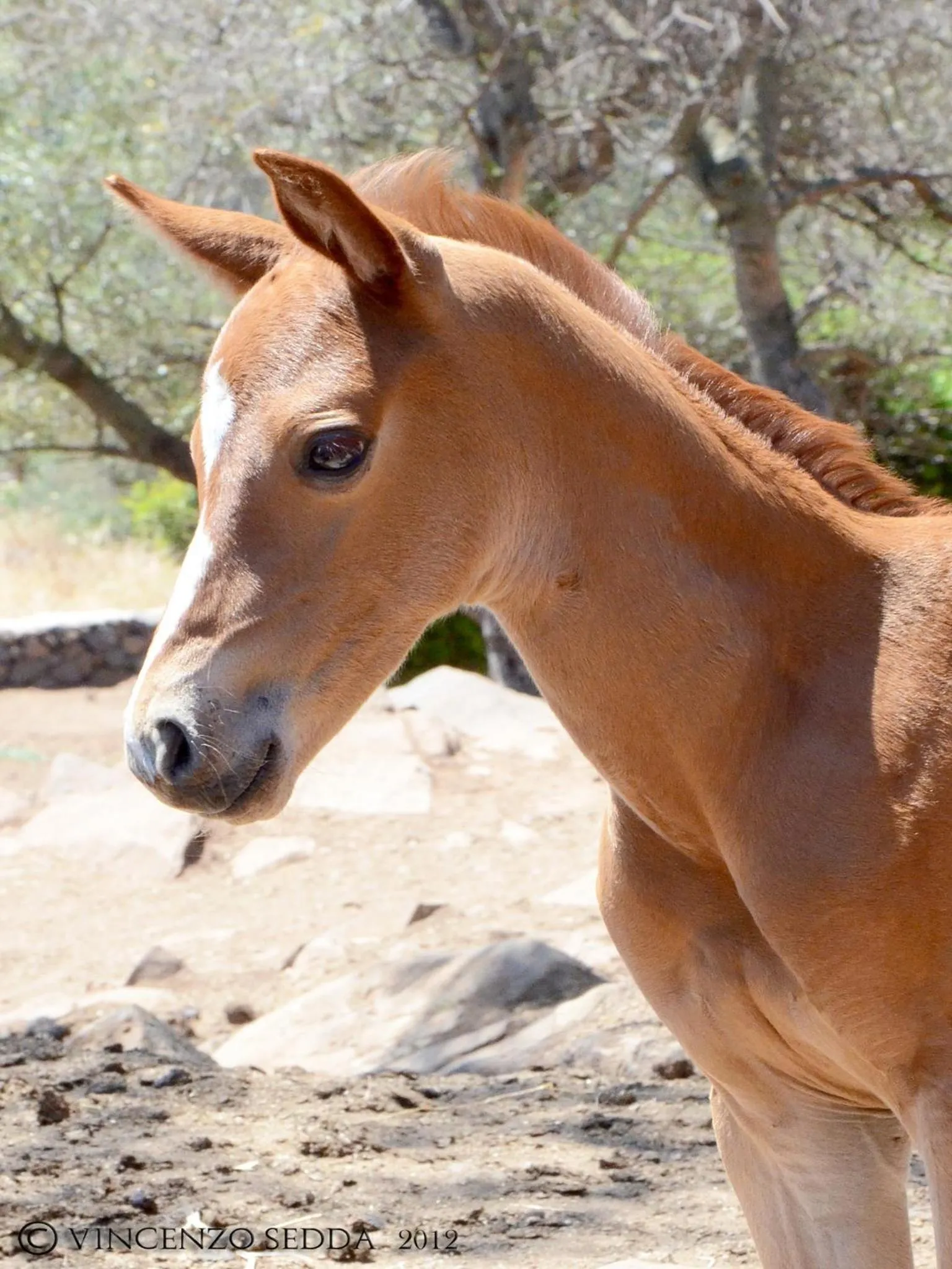 Children play ground in Country House S'Ozzastru