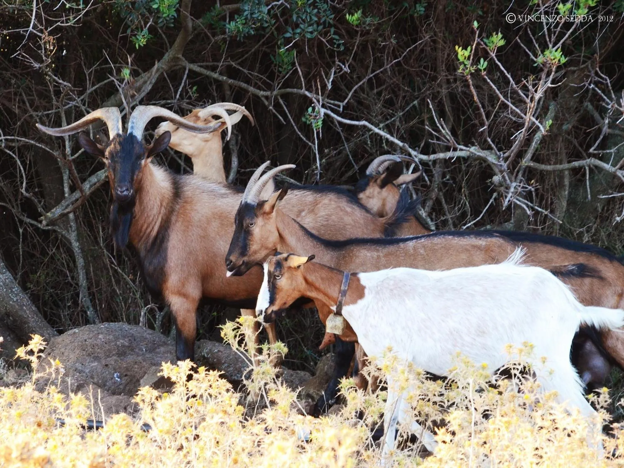 Pets in Country House S'Ozzastru