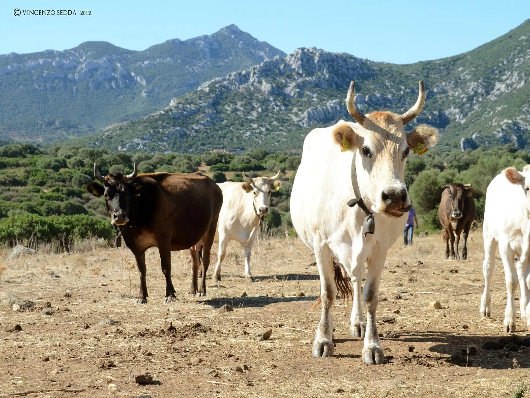 Decorative detail in Country House S'Ozzastru