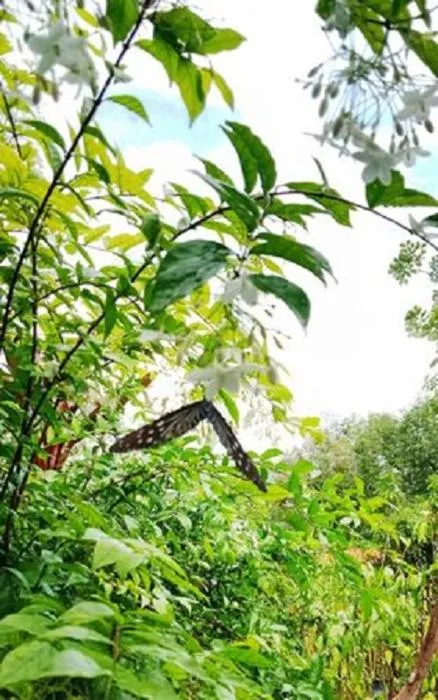 Natural landscape in Najjamee Bungalows