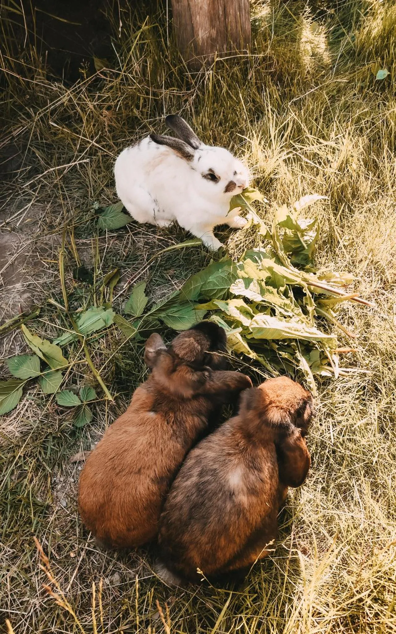 Garden in Posers Bergwelt B&B