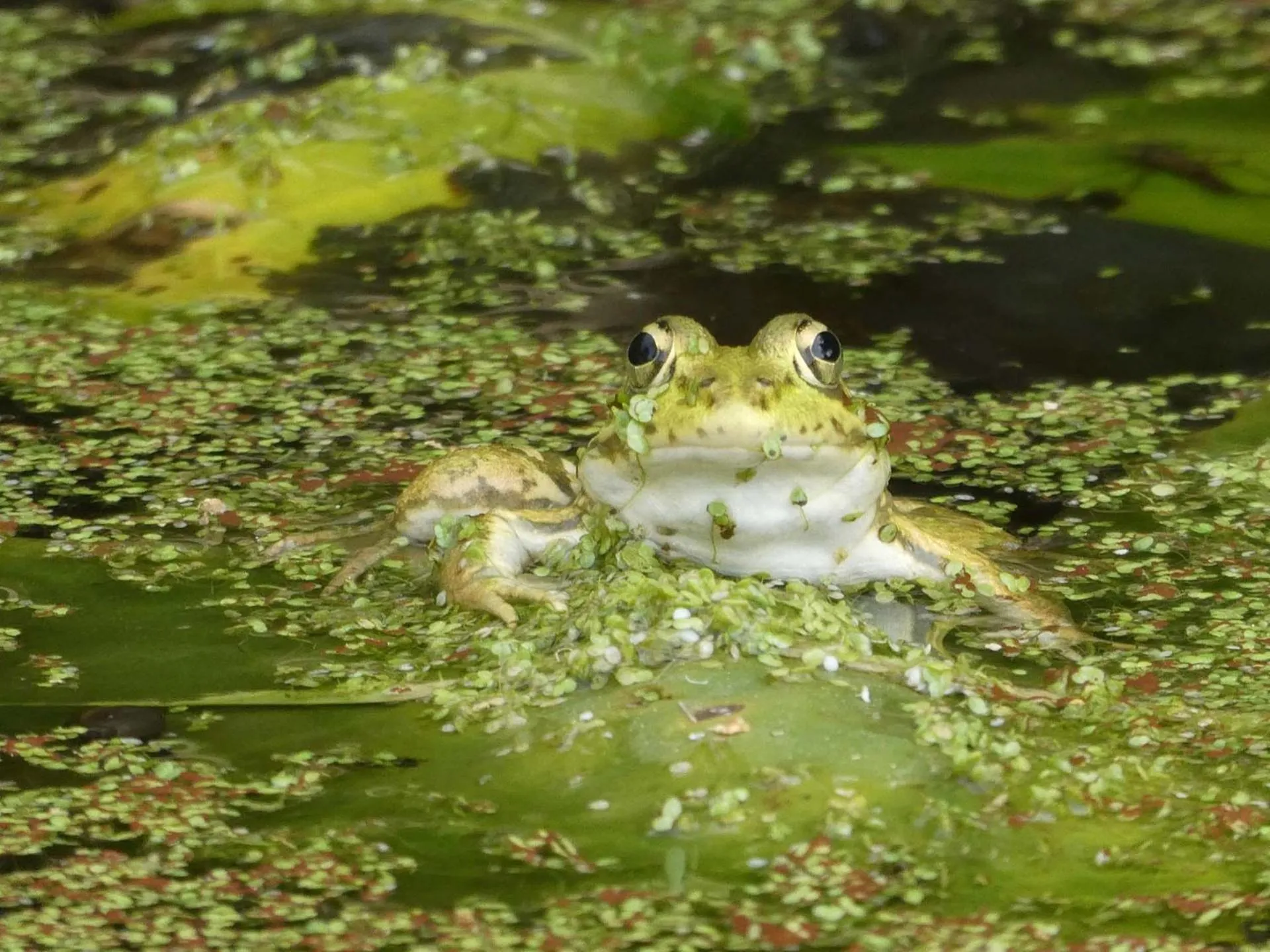 Natural landscape in Vida-Vi, Country House and B&B