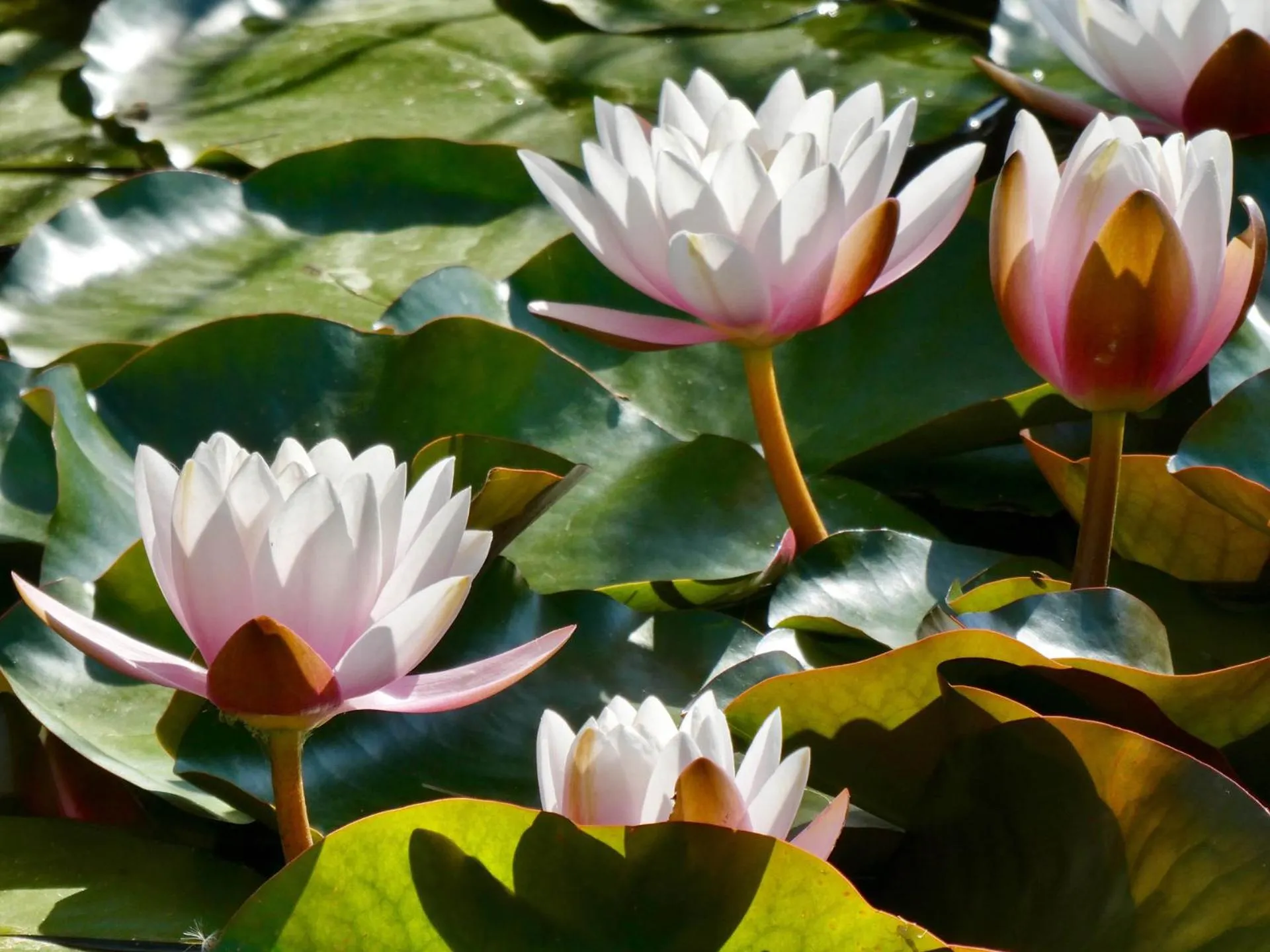 Garden in Vida-Vi, Country House and B&B