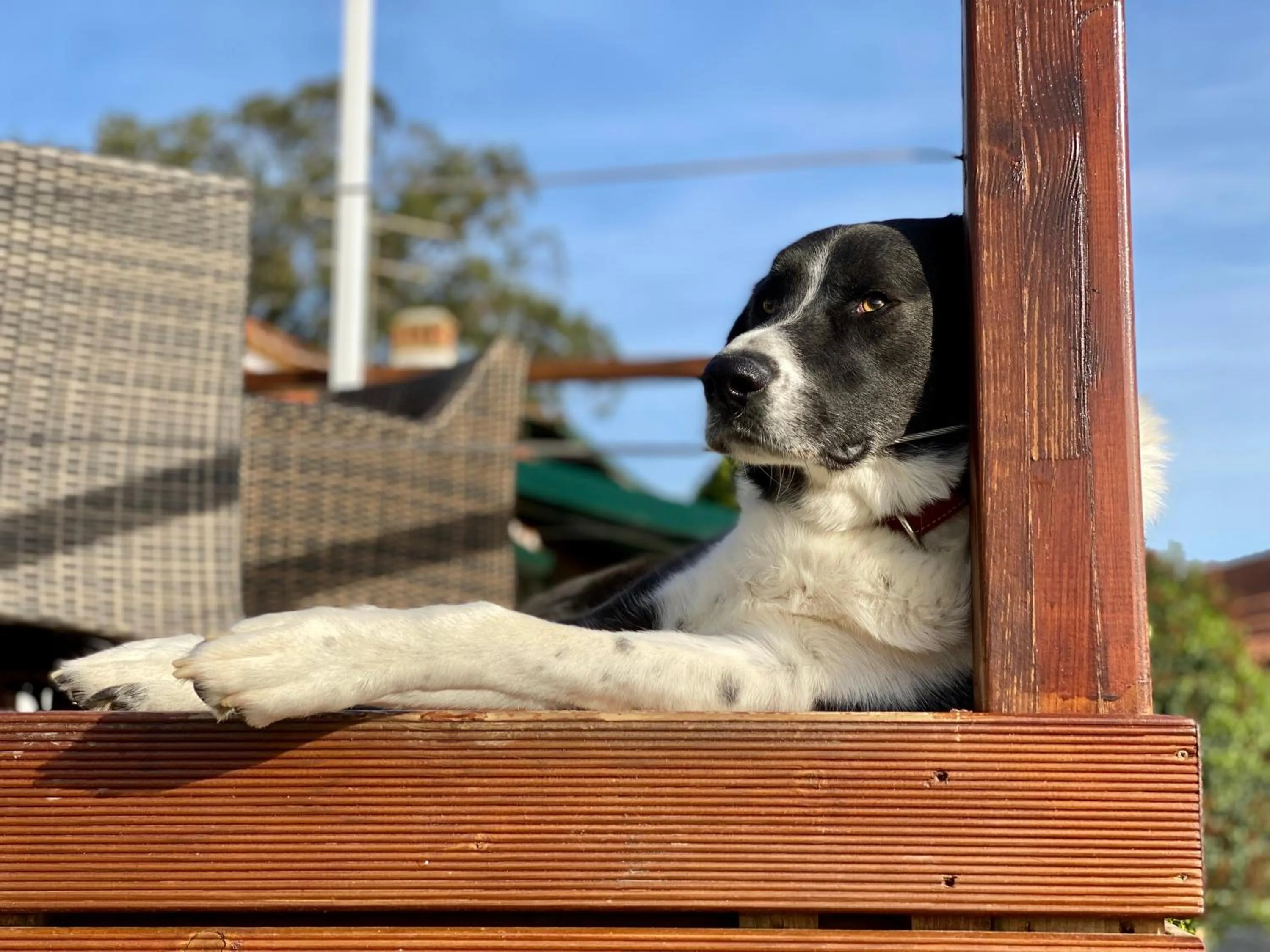 Pets in Vida-Vi, Country House and B&B