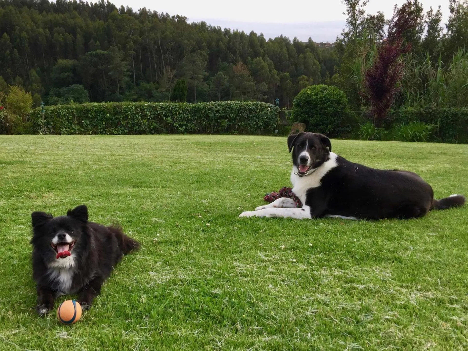 Pets in Vida-Vi, Country House and B&B