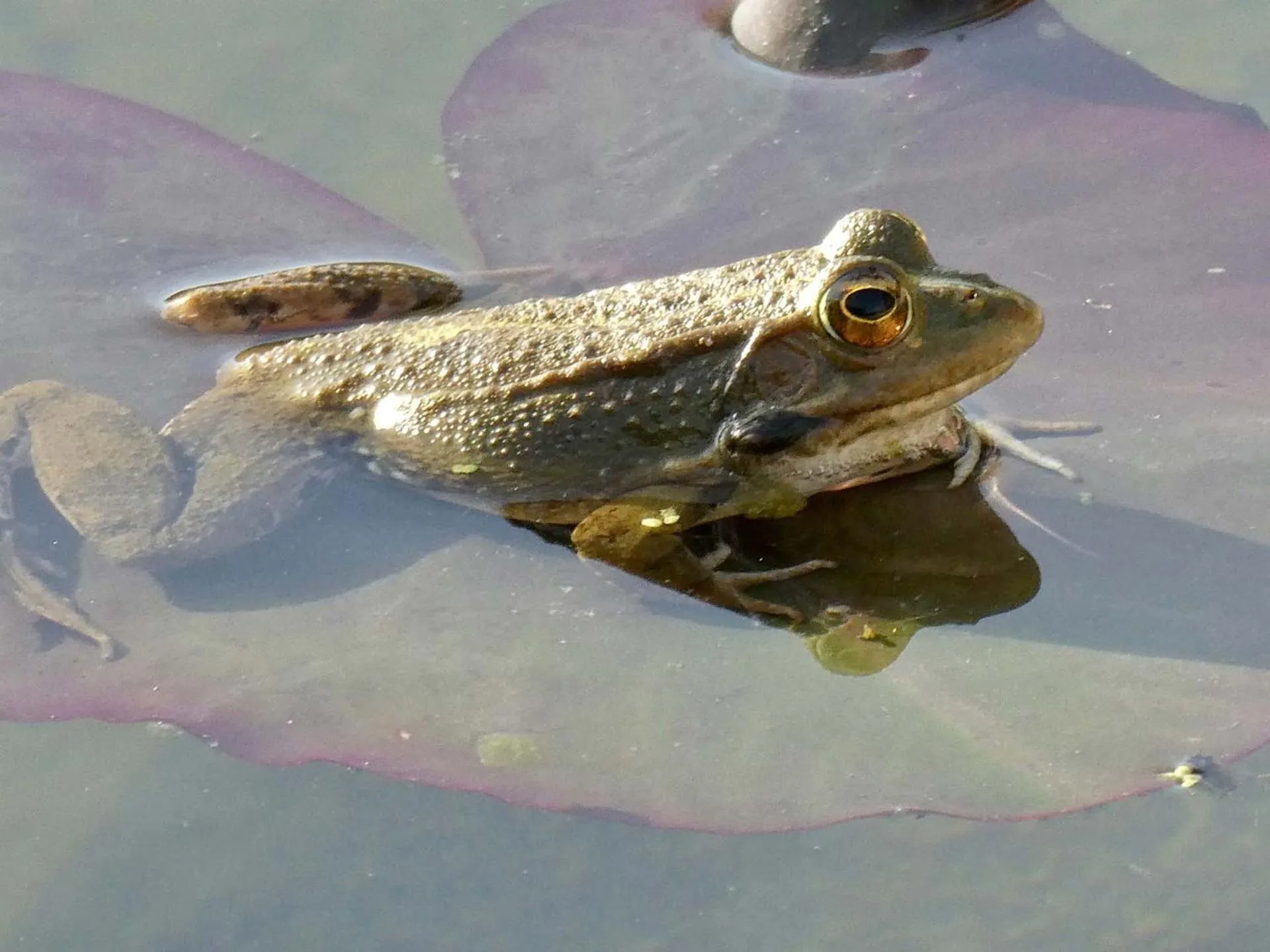 Animals in Vida-Vi, Country House and B&B