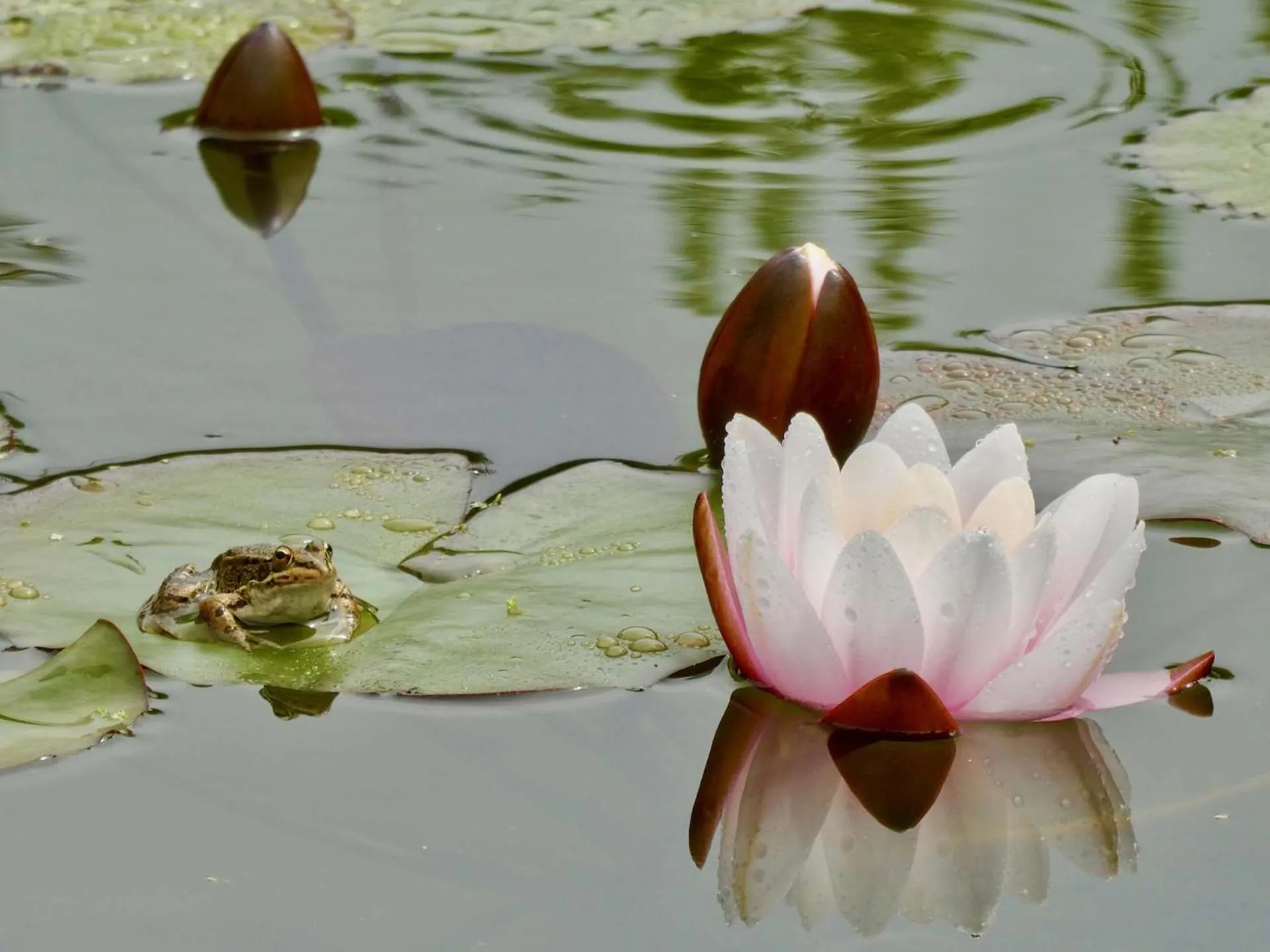 Garden in Vida-Vi, Country House and B&B