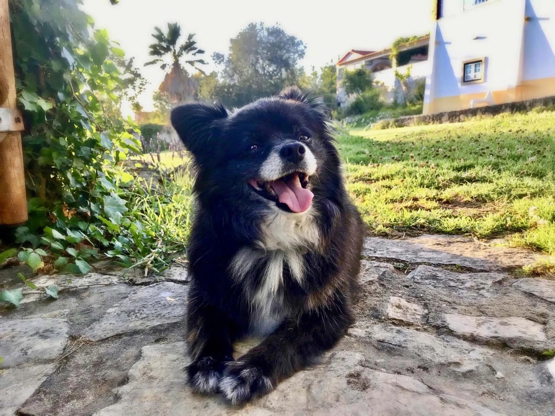 Pets in Vida-Vi, Country House and B&B