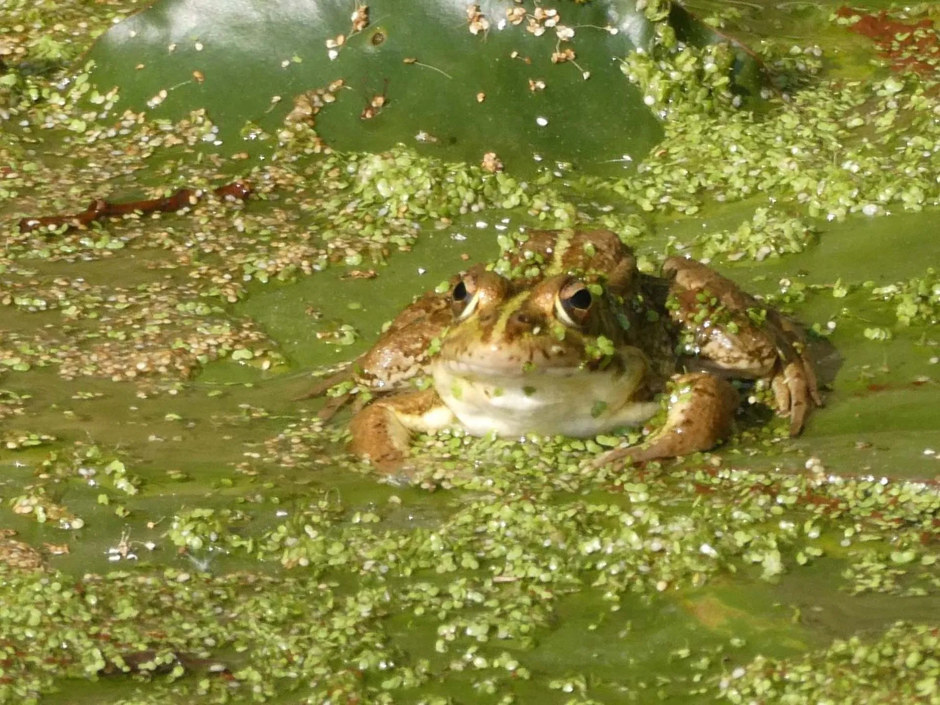 Garden in Vida-Vi, Country House and B&B