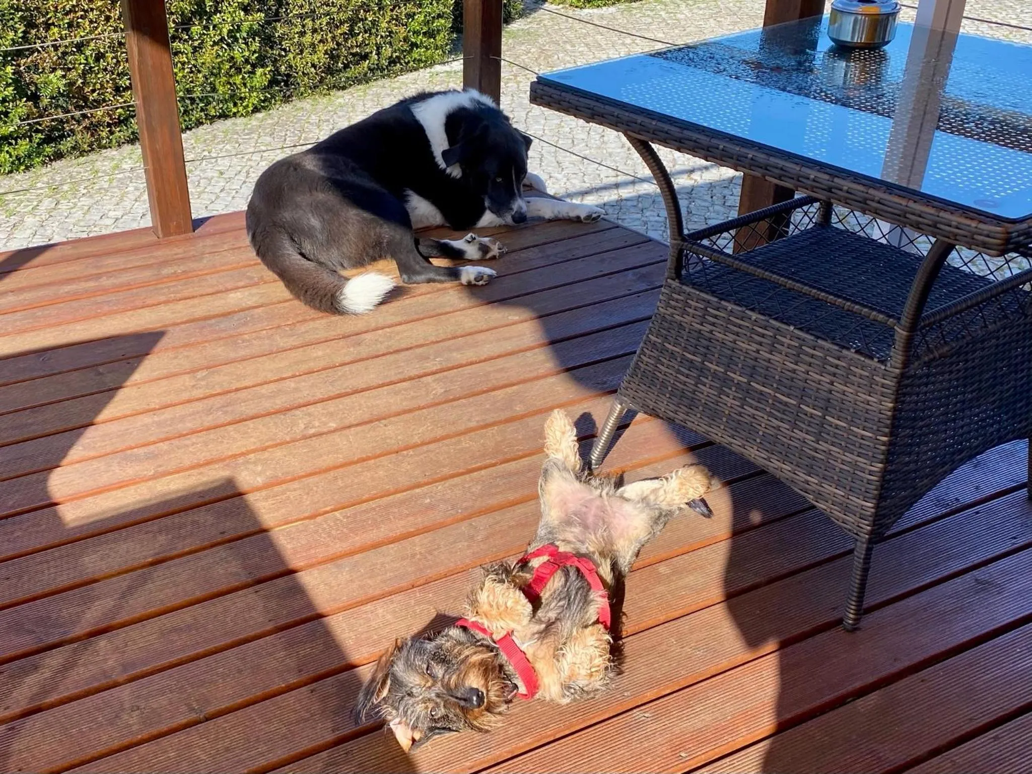 Pets in Vida-Vi, Country House and B&B