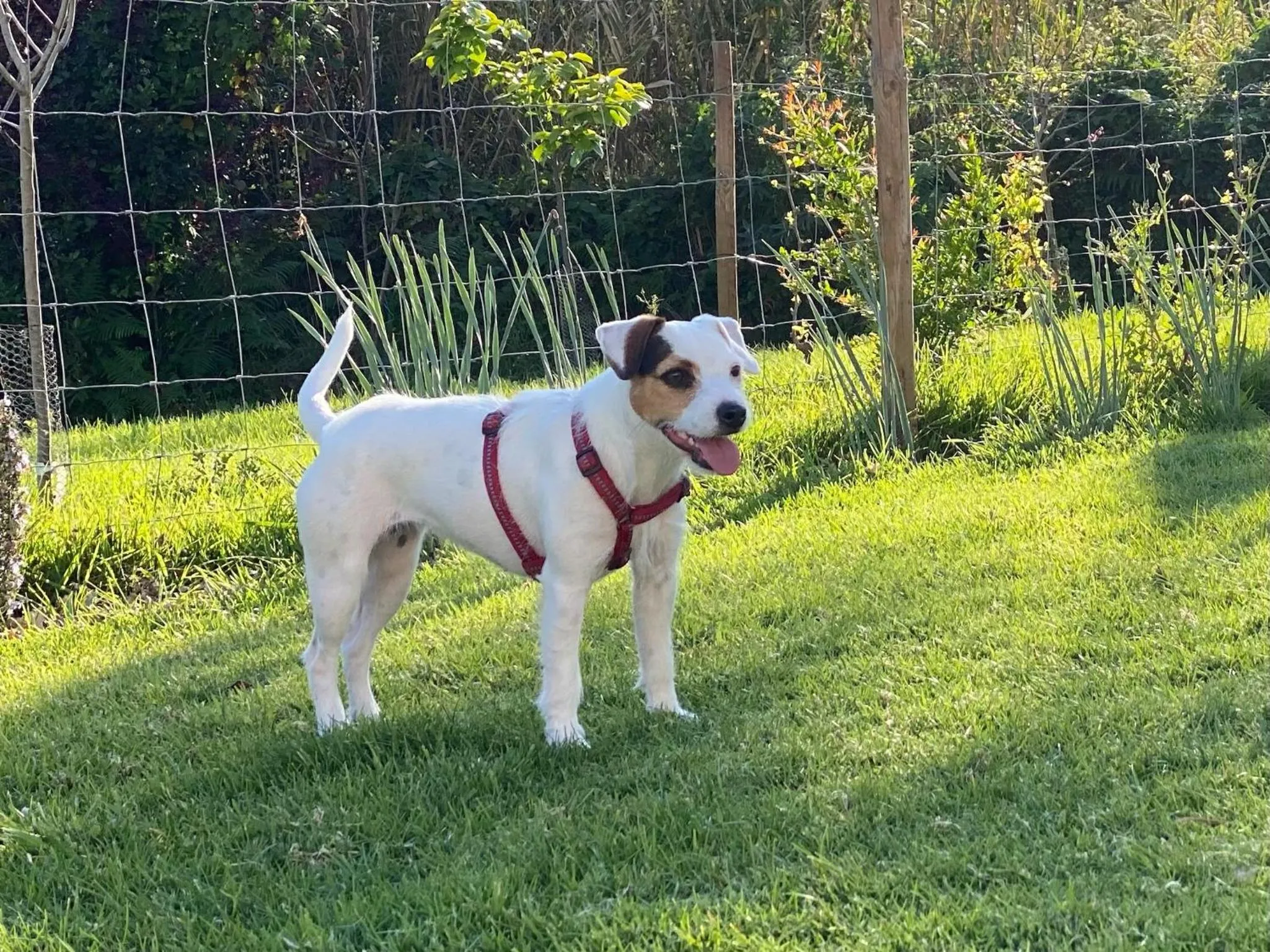 Pets in Vida-Vi, Country House and B&B