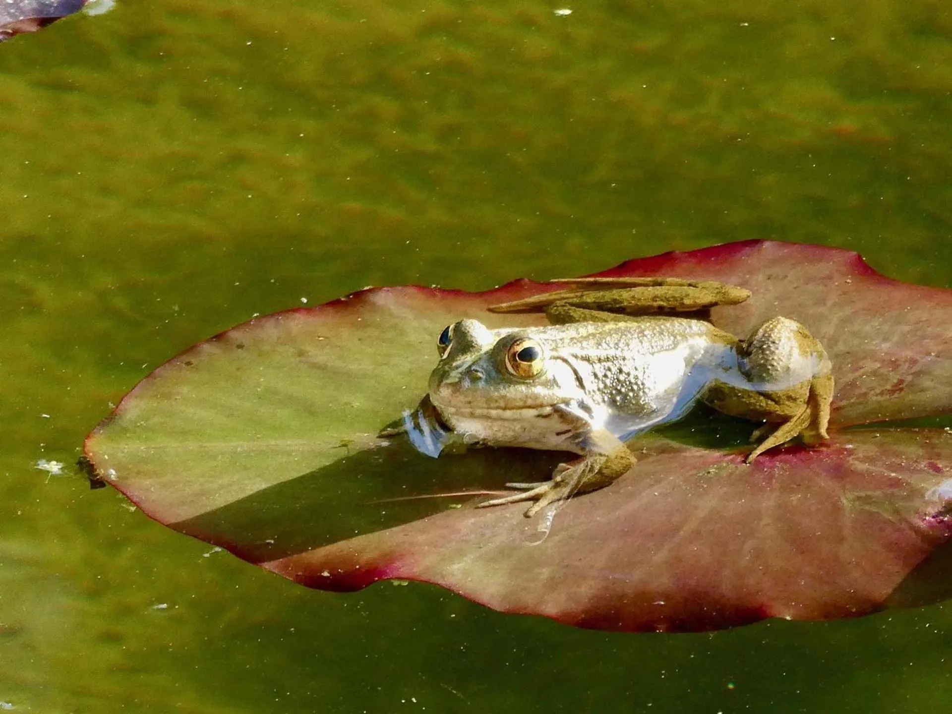 Garden in Vida-Vi, Country House and B&B