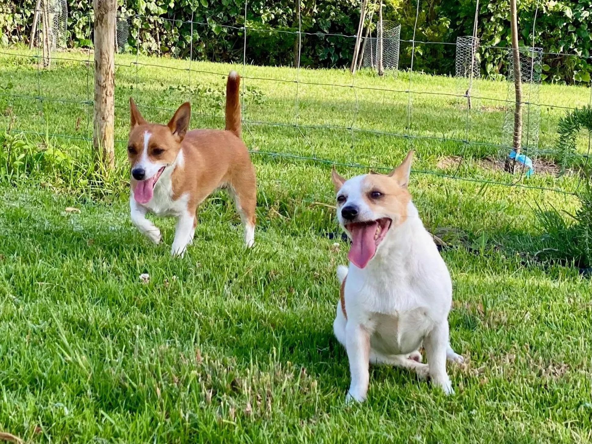 Pets in Vida-Vi, Country House and B&B