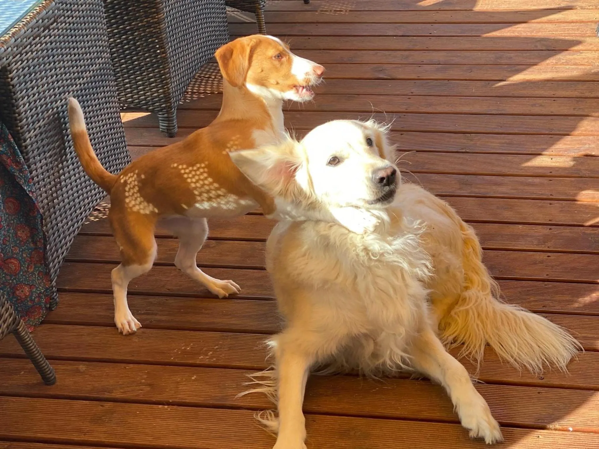 Pets in Vida-Vi, Country House and B&B