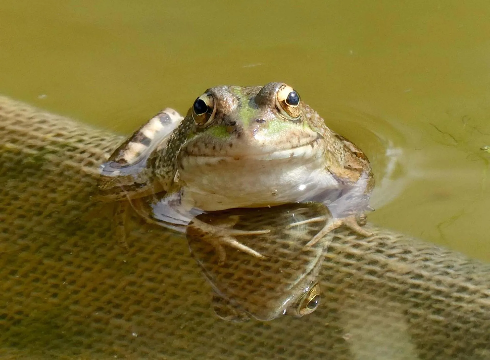 Animals in Vida-Vi, Country House and B&B