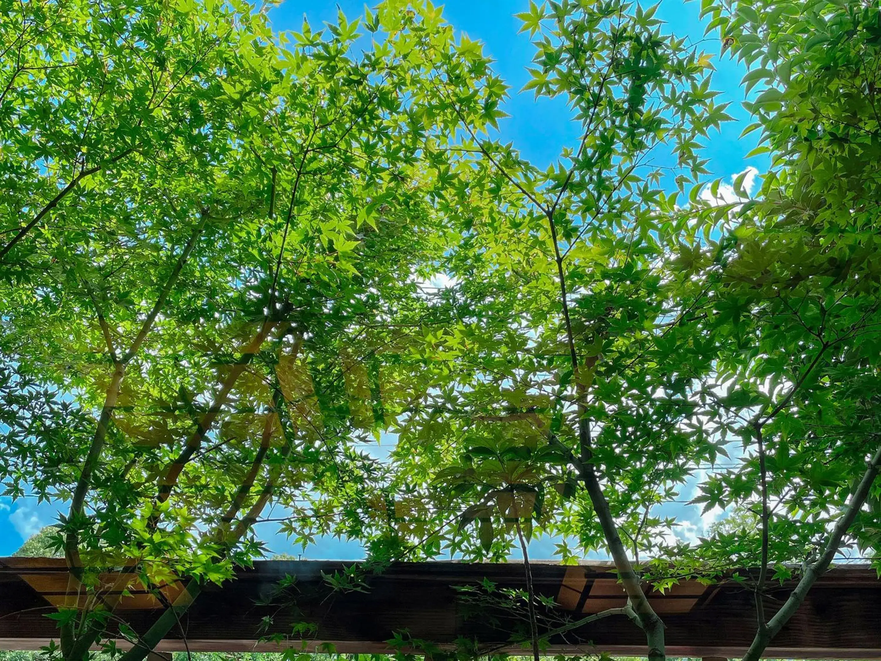Inner courtyard view in Kappo Ryokan Yumesaki Inner courtyard view in Kappo Ryokan Yumesaki