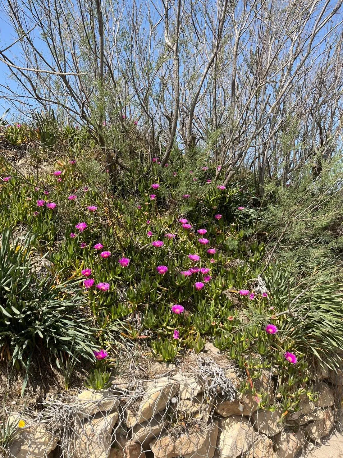 Le Finestre Su Porta Carrese - Luxury Rooms