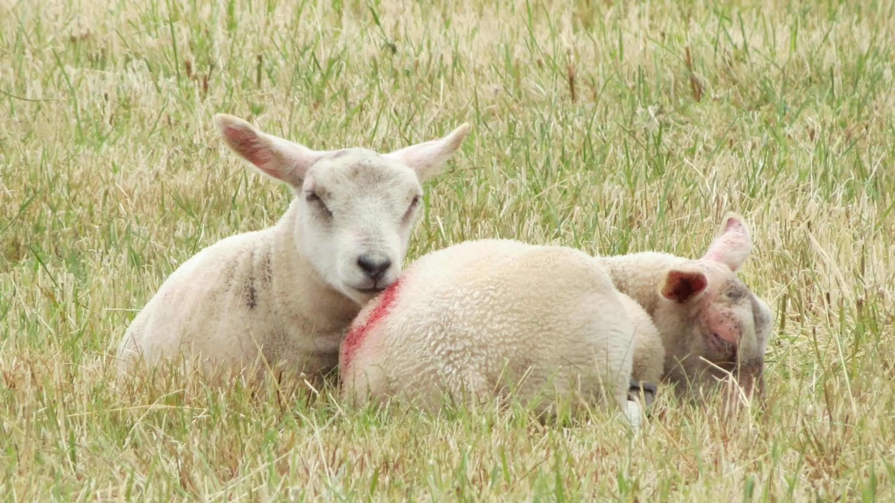 Animals in Marehay Hall Farm