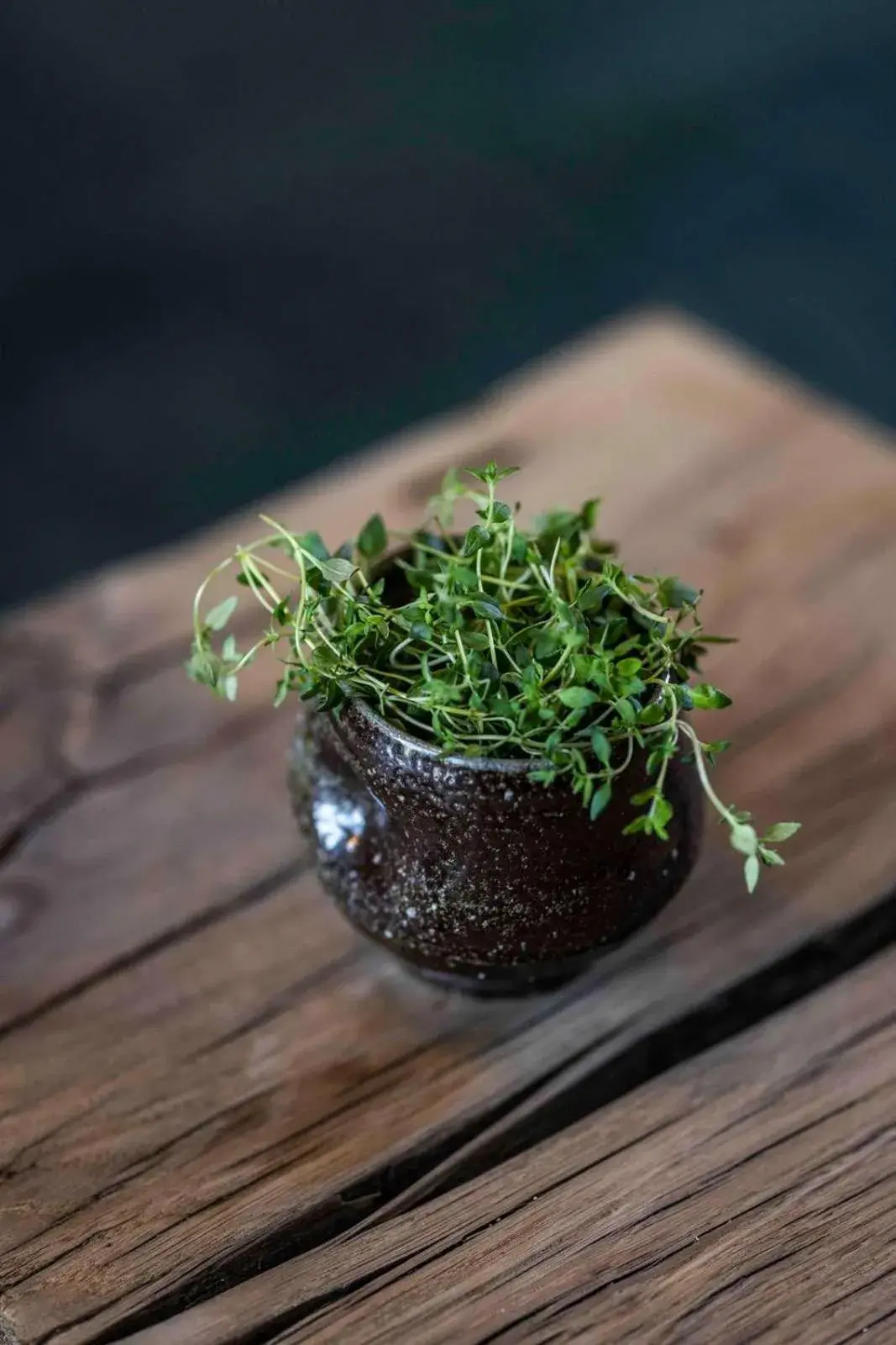 Lounge or bar in Peak 12 Hotel Lounge or bar in Peak 12 Hotel