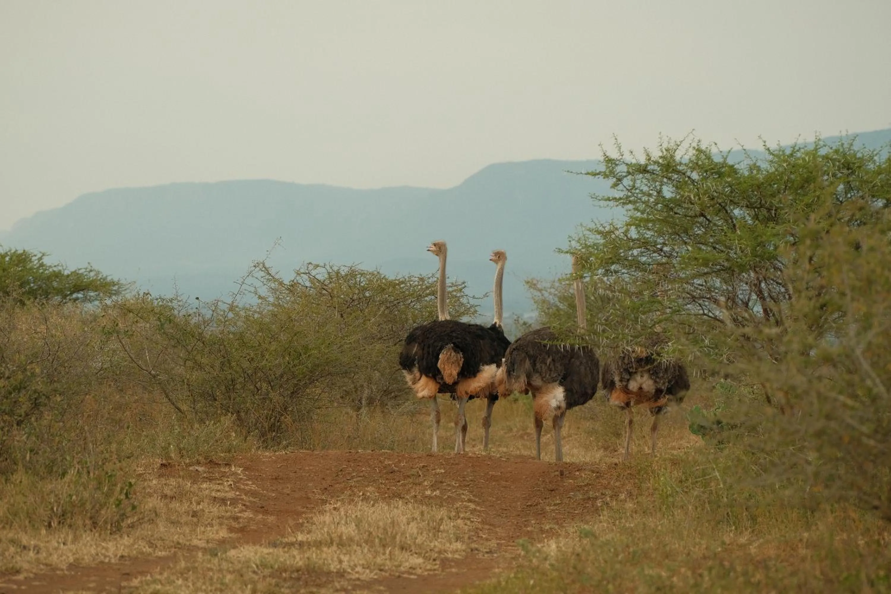 Activities in AfriCamps at White Elephant Safaris