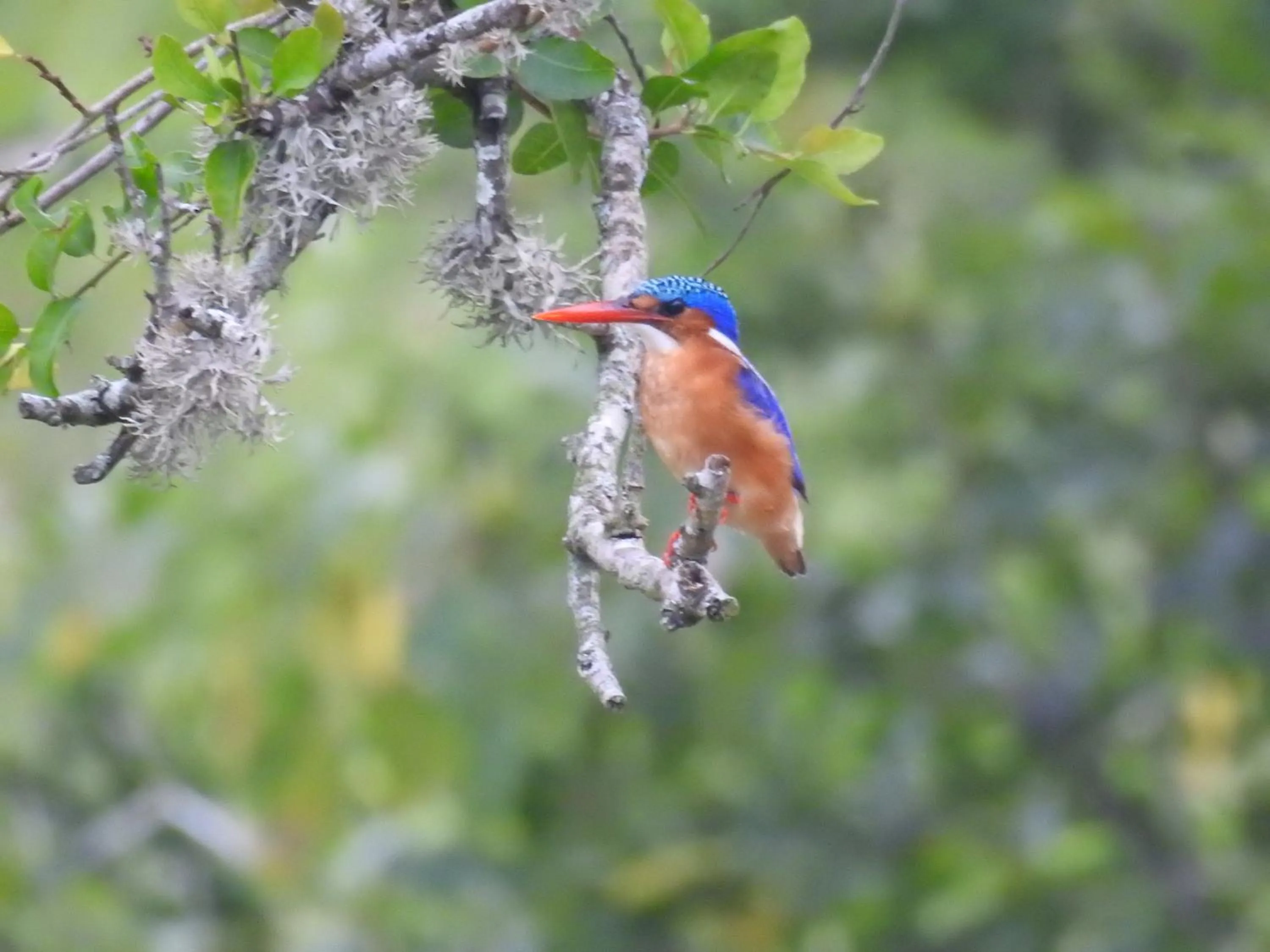 AfriCamps at White Elephant Safaris