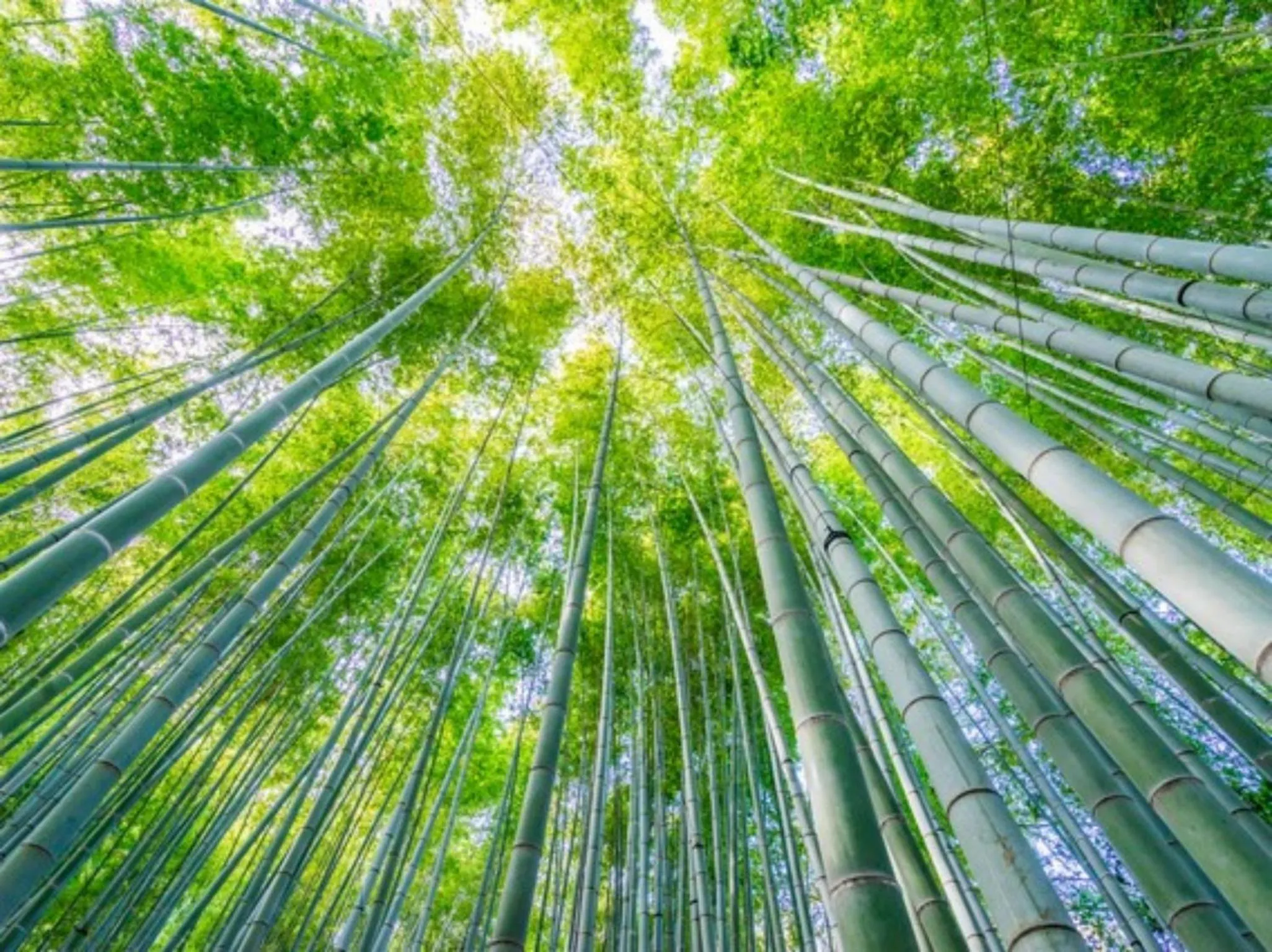 Spring in Kamakura COCON