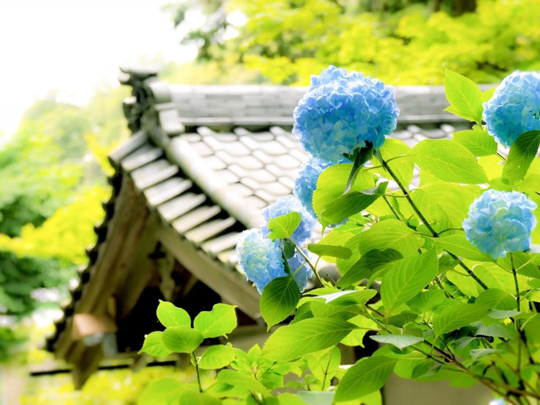 Nearby landmark in Kamakura COCON