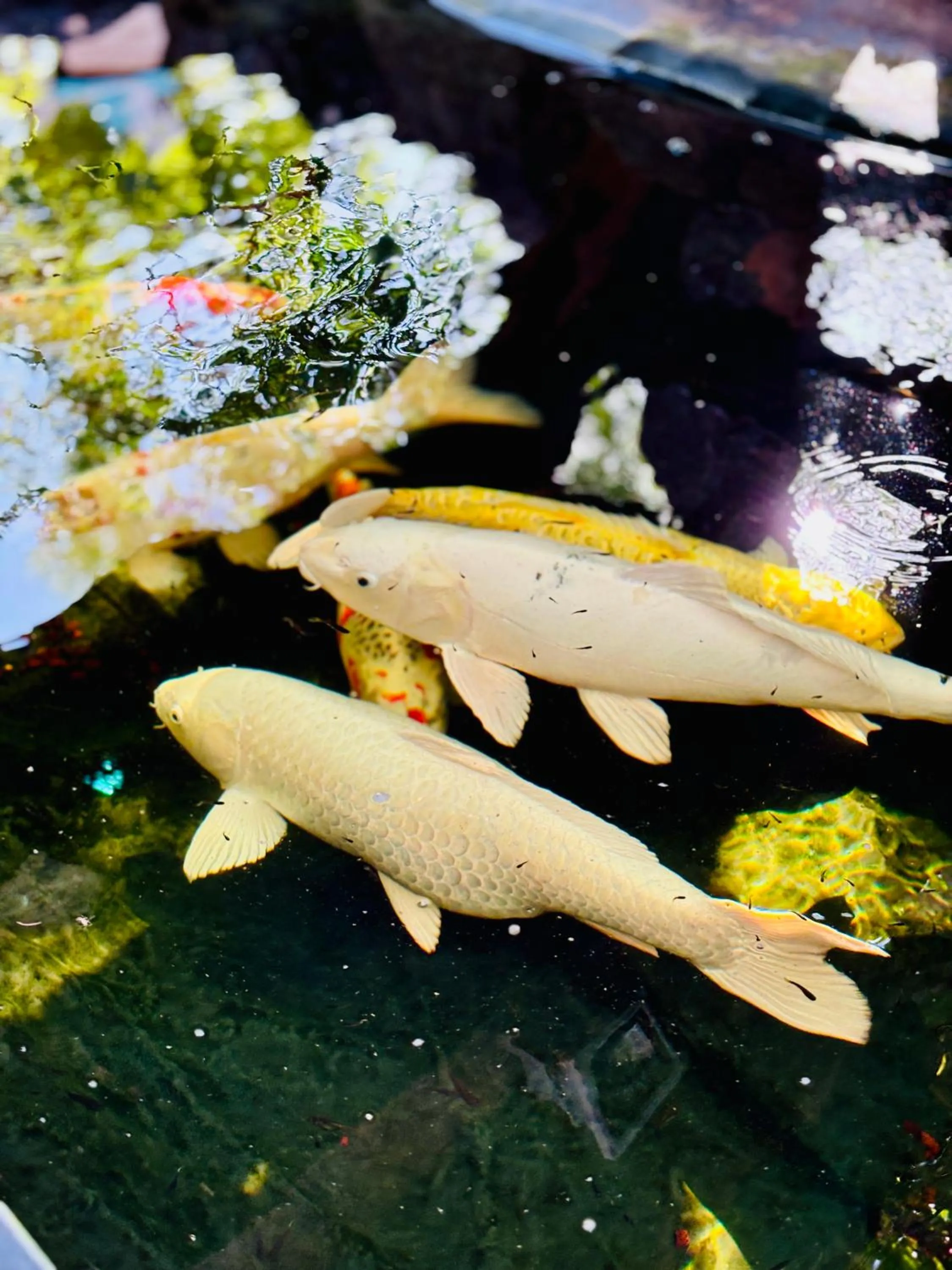 Animals in Hôtel Coco Island