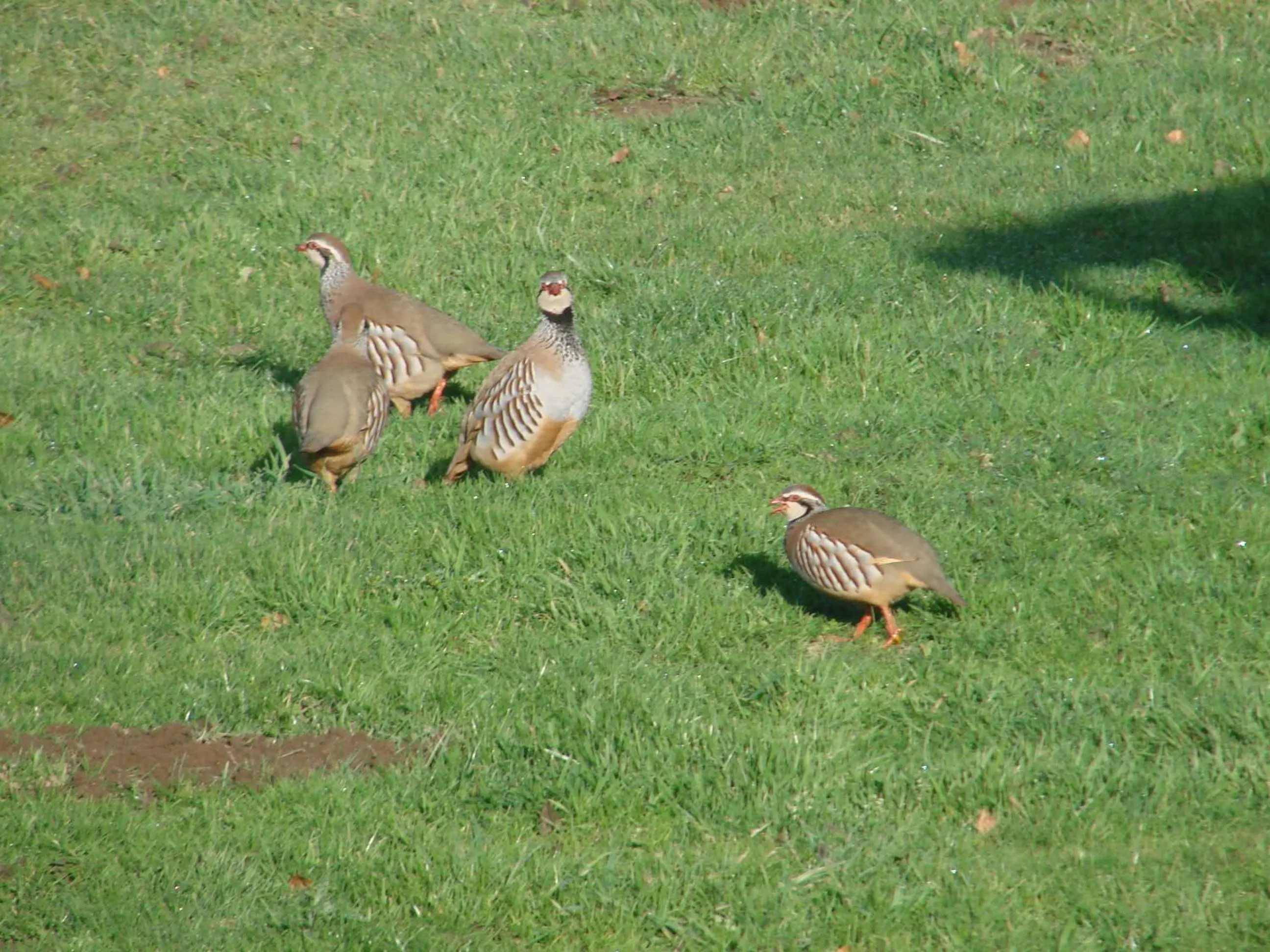View (from property/room) in La Blanche Roche