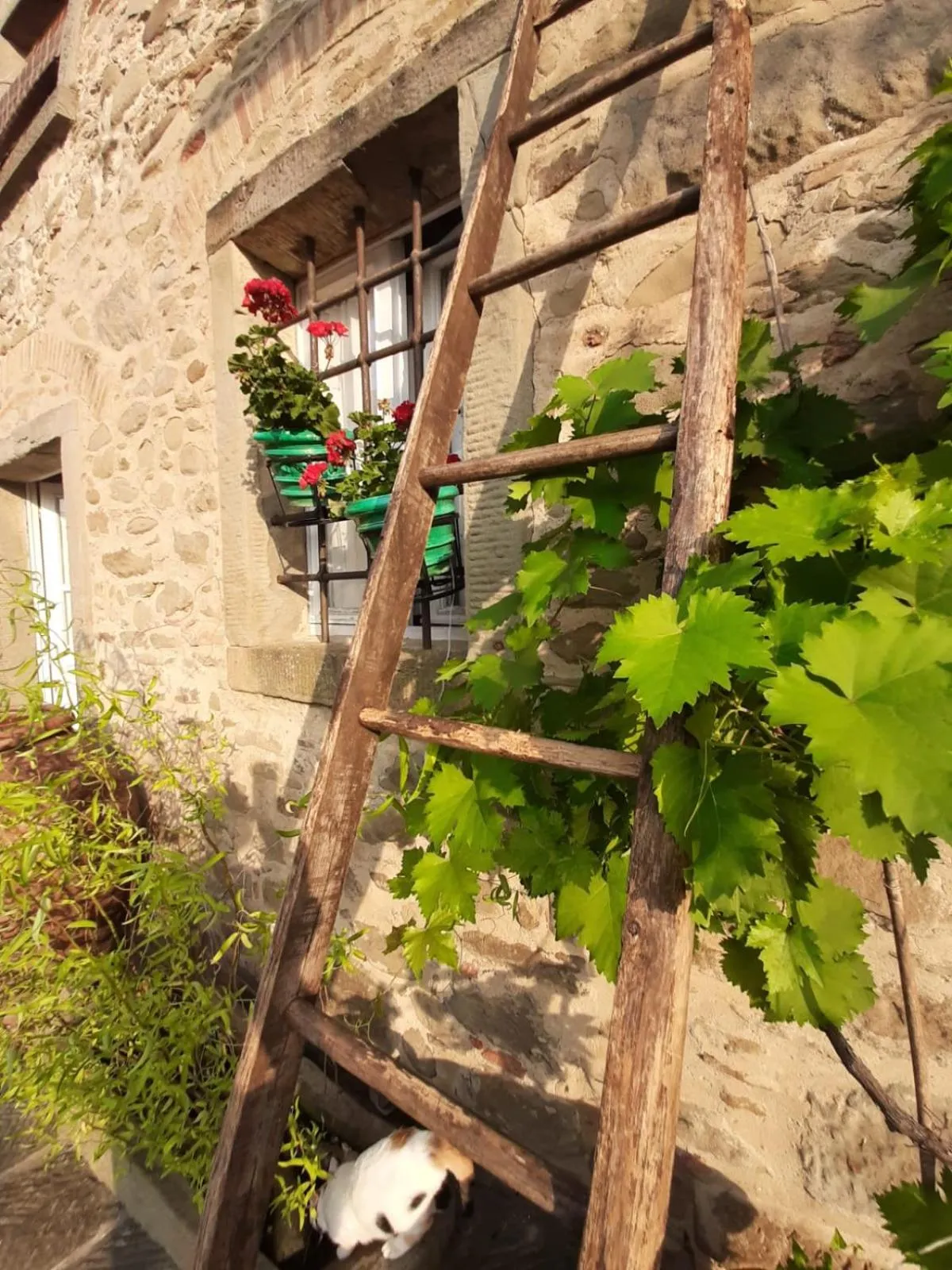 Agriturismo Frantoio Valiani