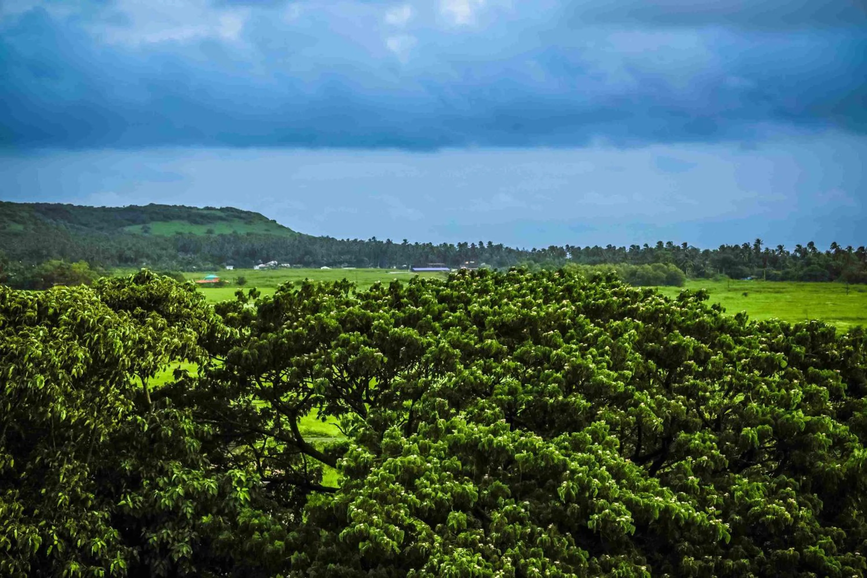 Natural landscape in Hotel Regent Laguna