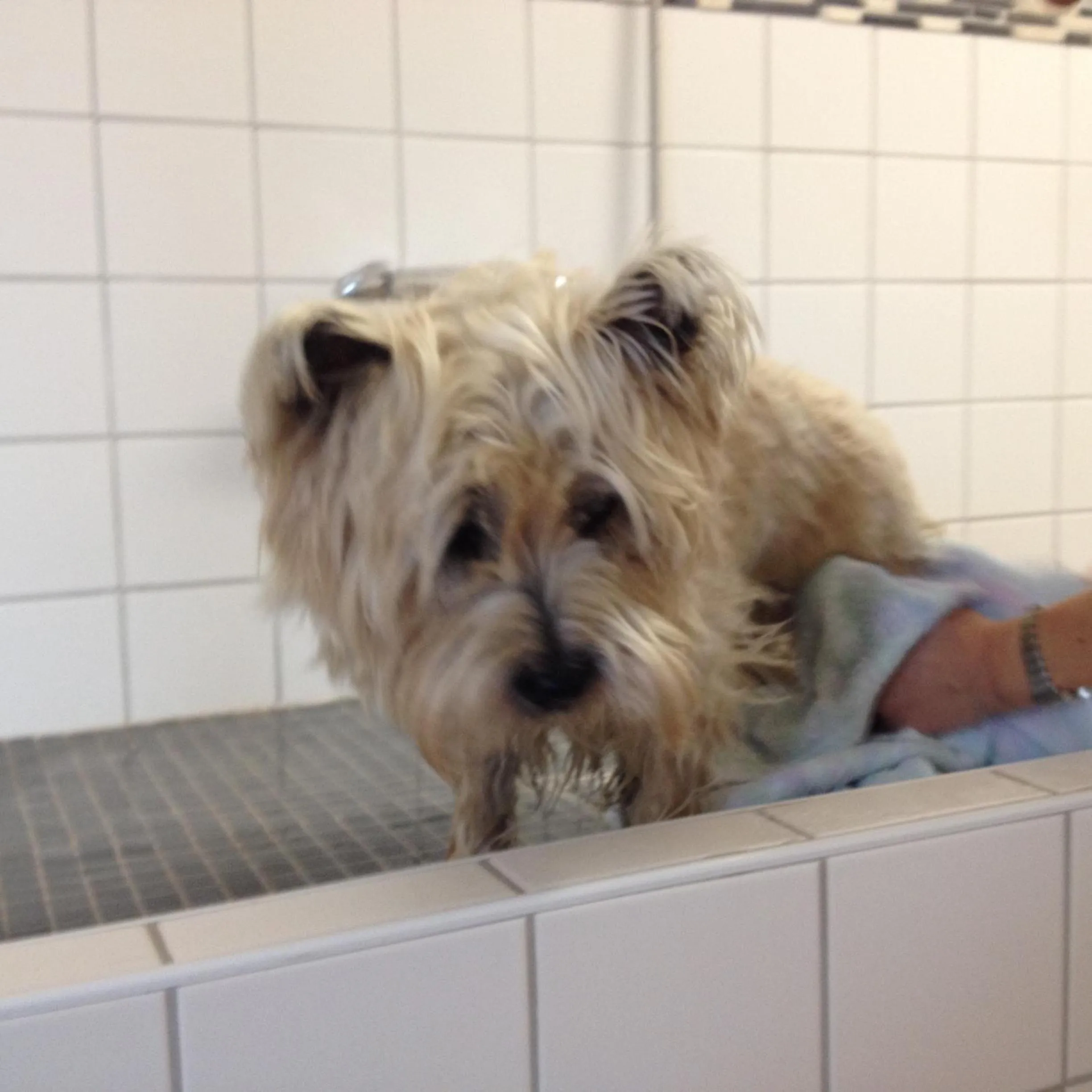 Pets in To`n Schlagboom