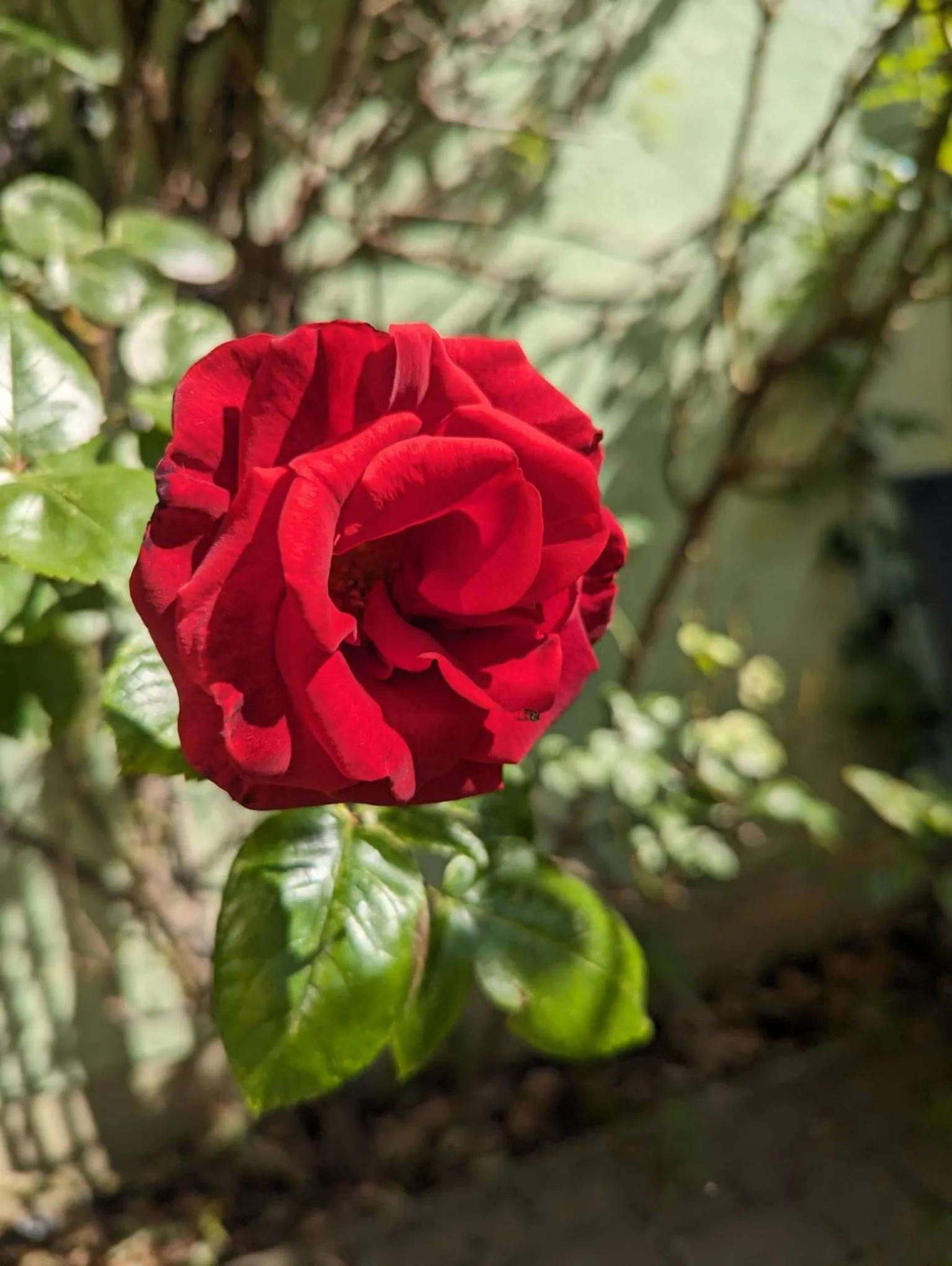 Garden in Ferienwohnungen An der Bimmelbahn Wernigerode