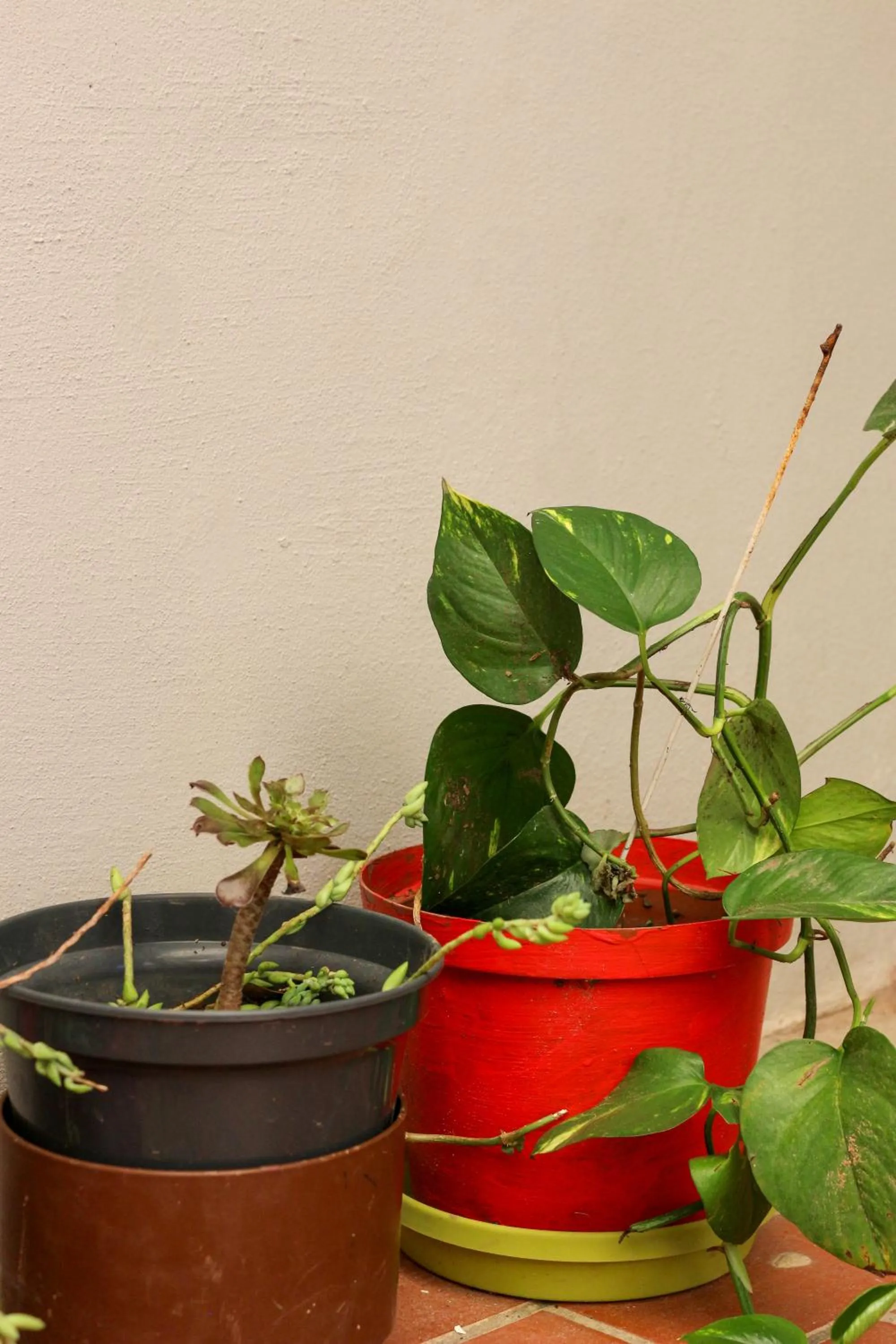 Luxury Heights Guesthouse- Pool under renovation