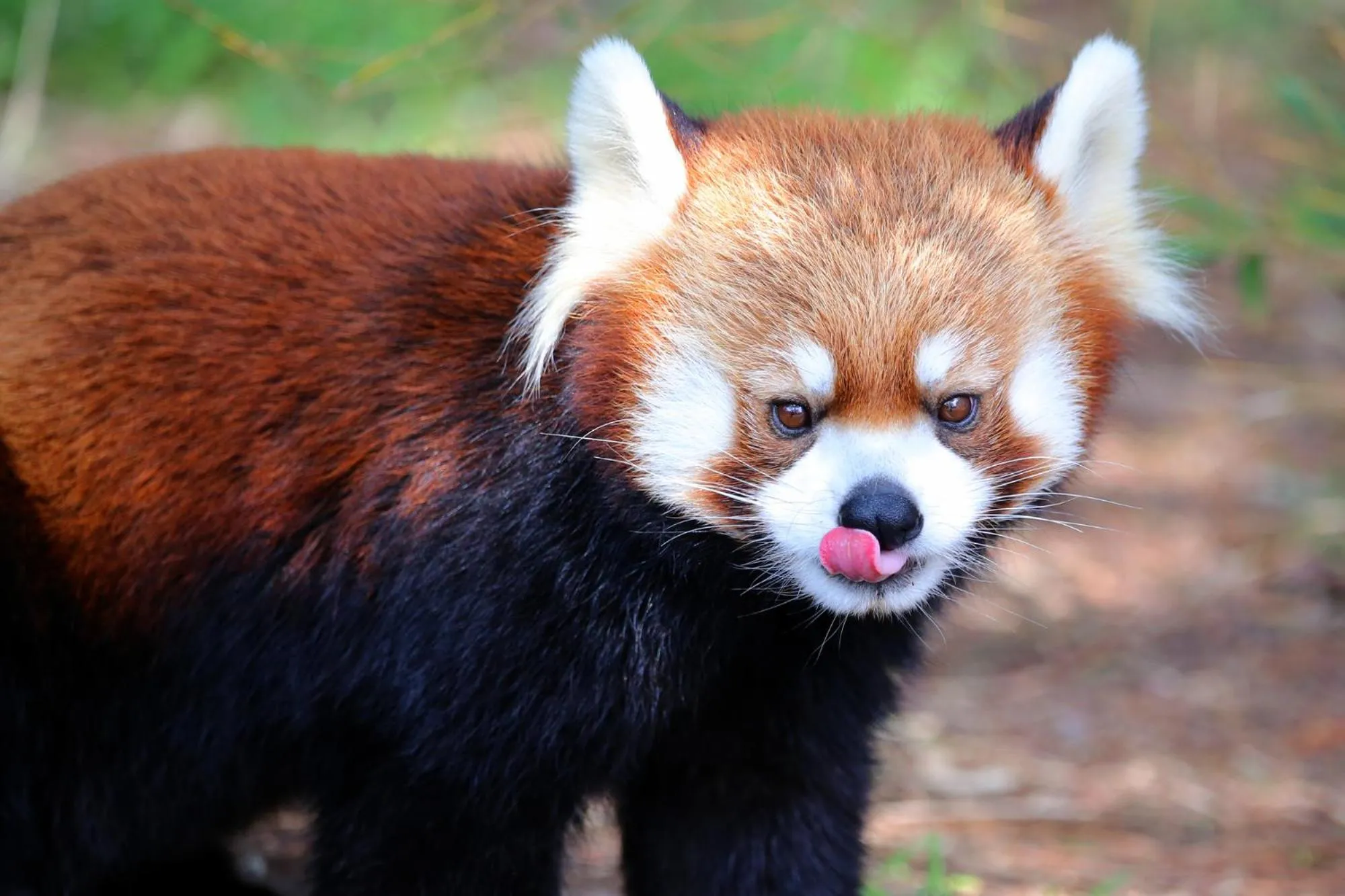 Nearby landmark in Tabist Rays Hotel Suisen