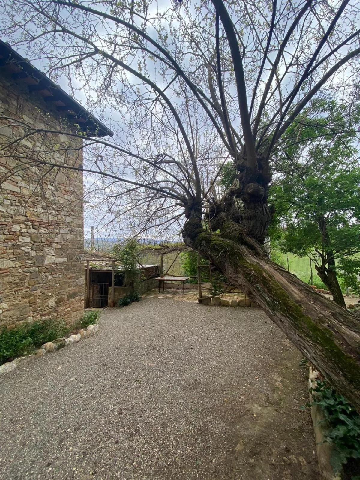 Garden in Campora House