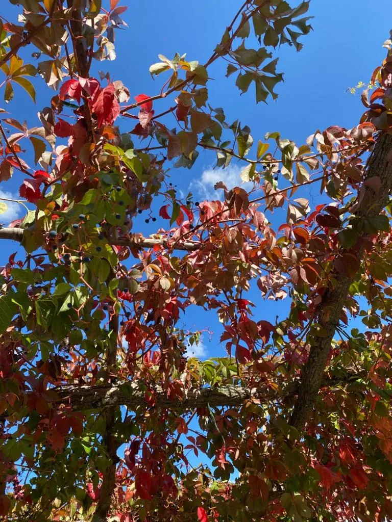 Day in Campora House