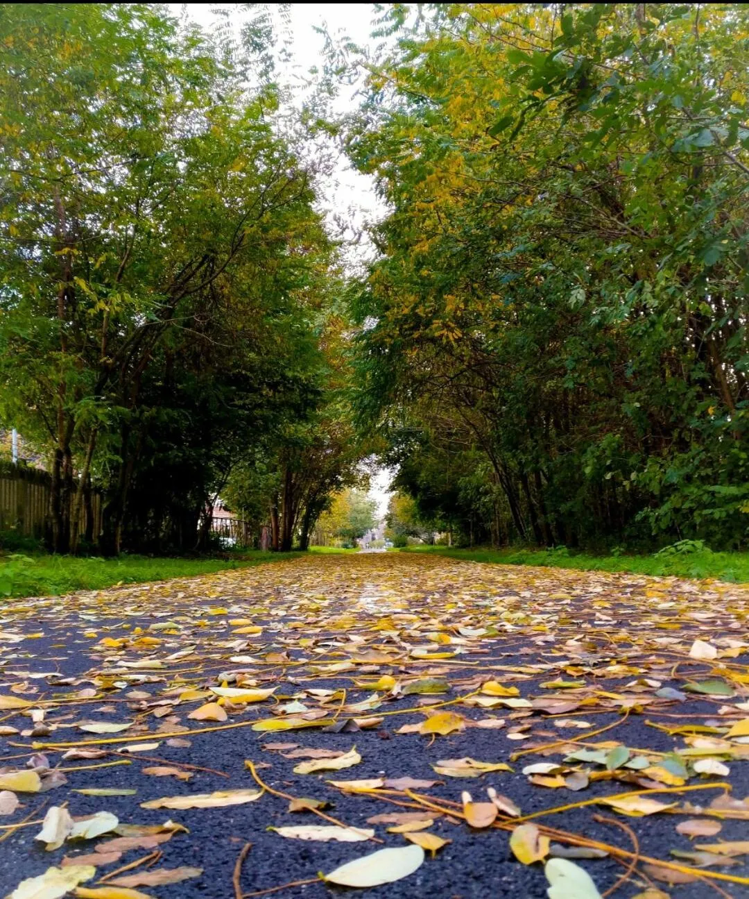 Natural landscape in Binario 9 3/4