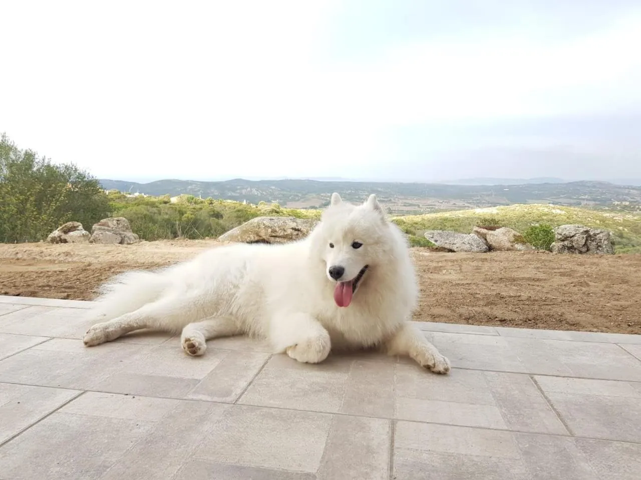 Animals in B&B Bell'alba