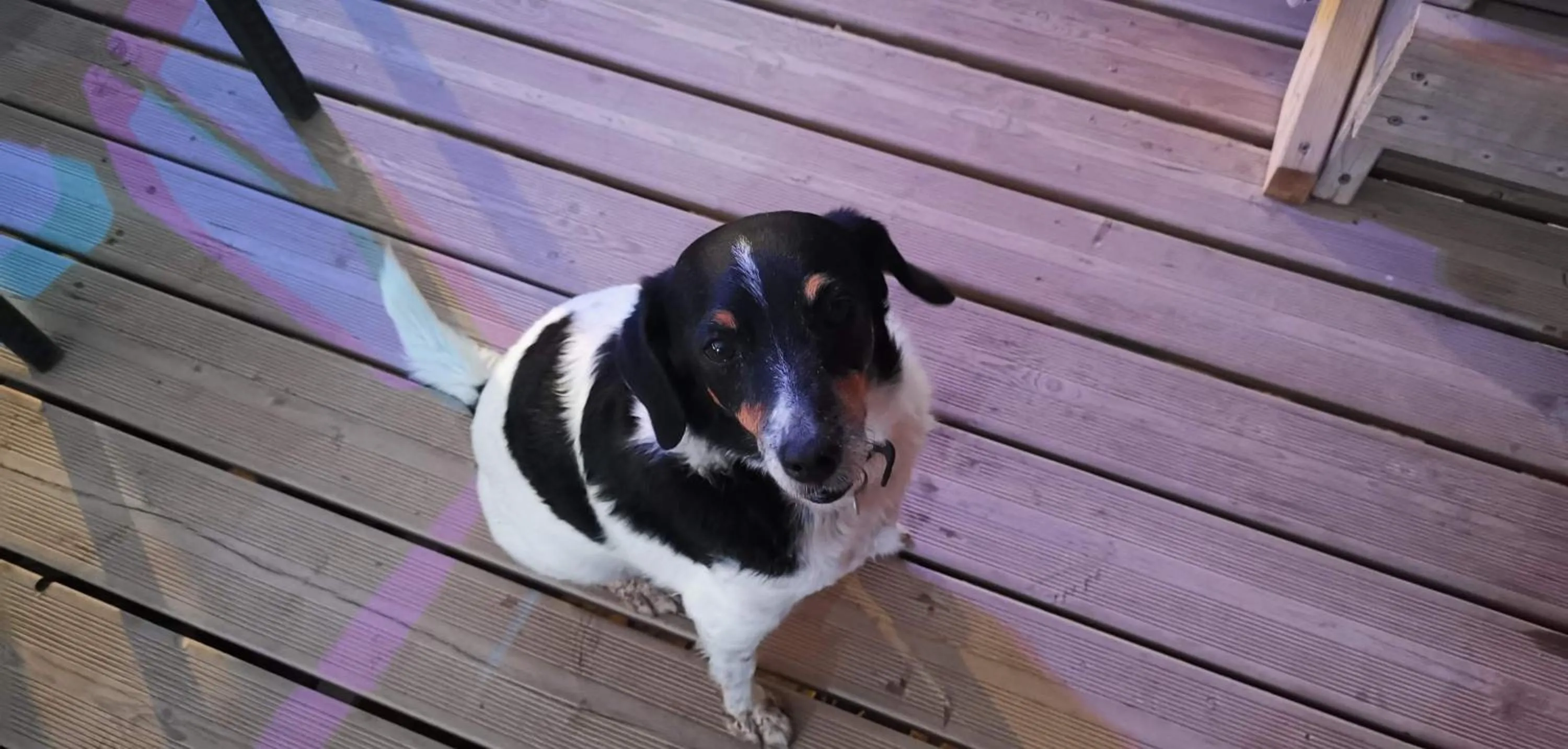 Pets in LA CENTENAIRE GRUISSAN - Maison d'Hôte