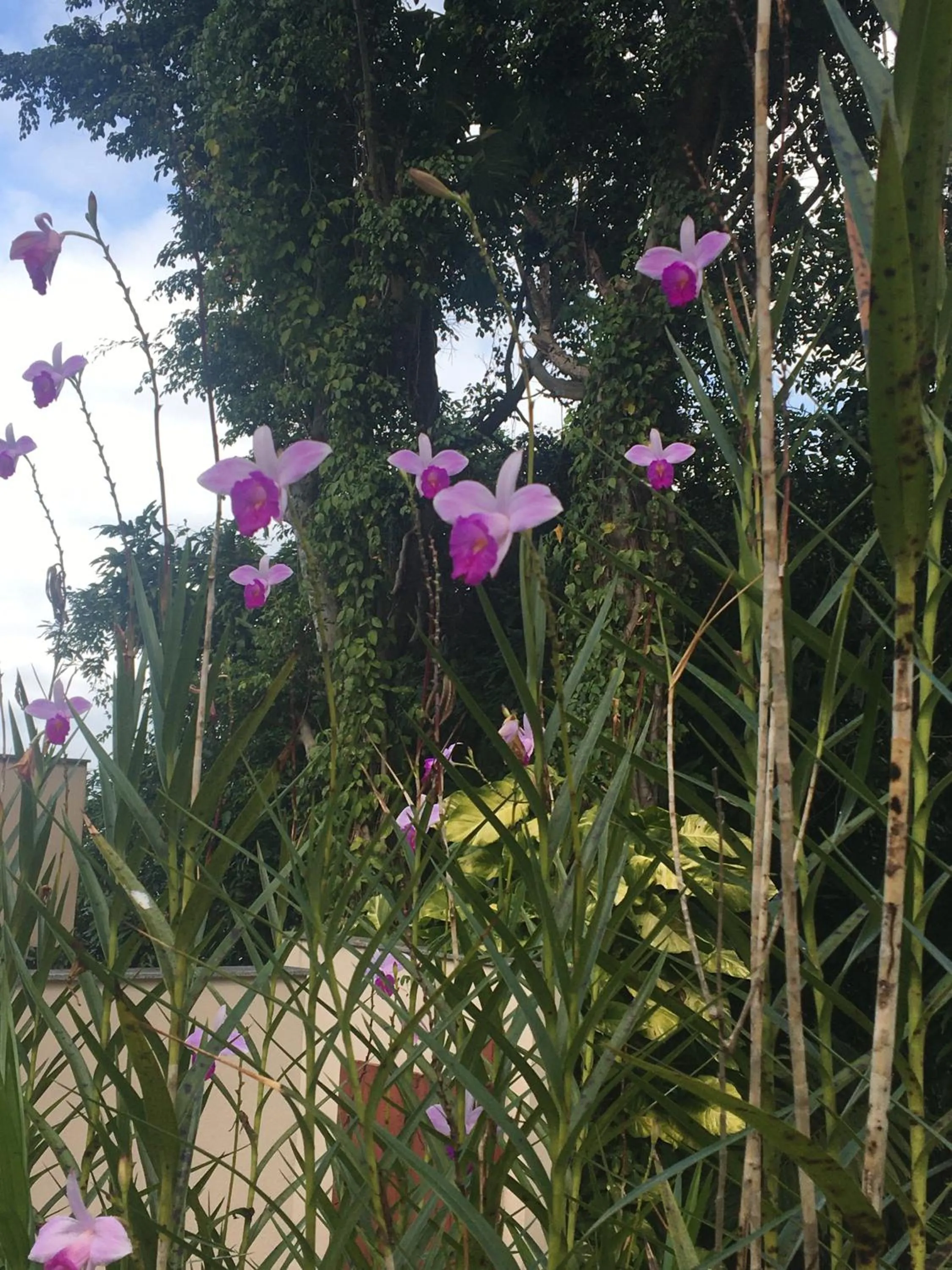 Garden in Mangaratiba Porto Real Suíte