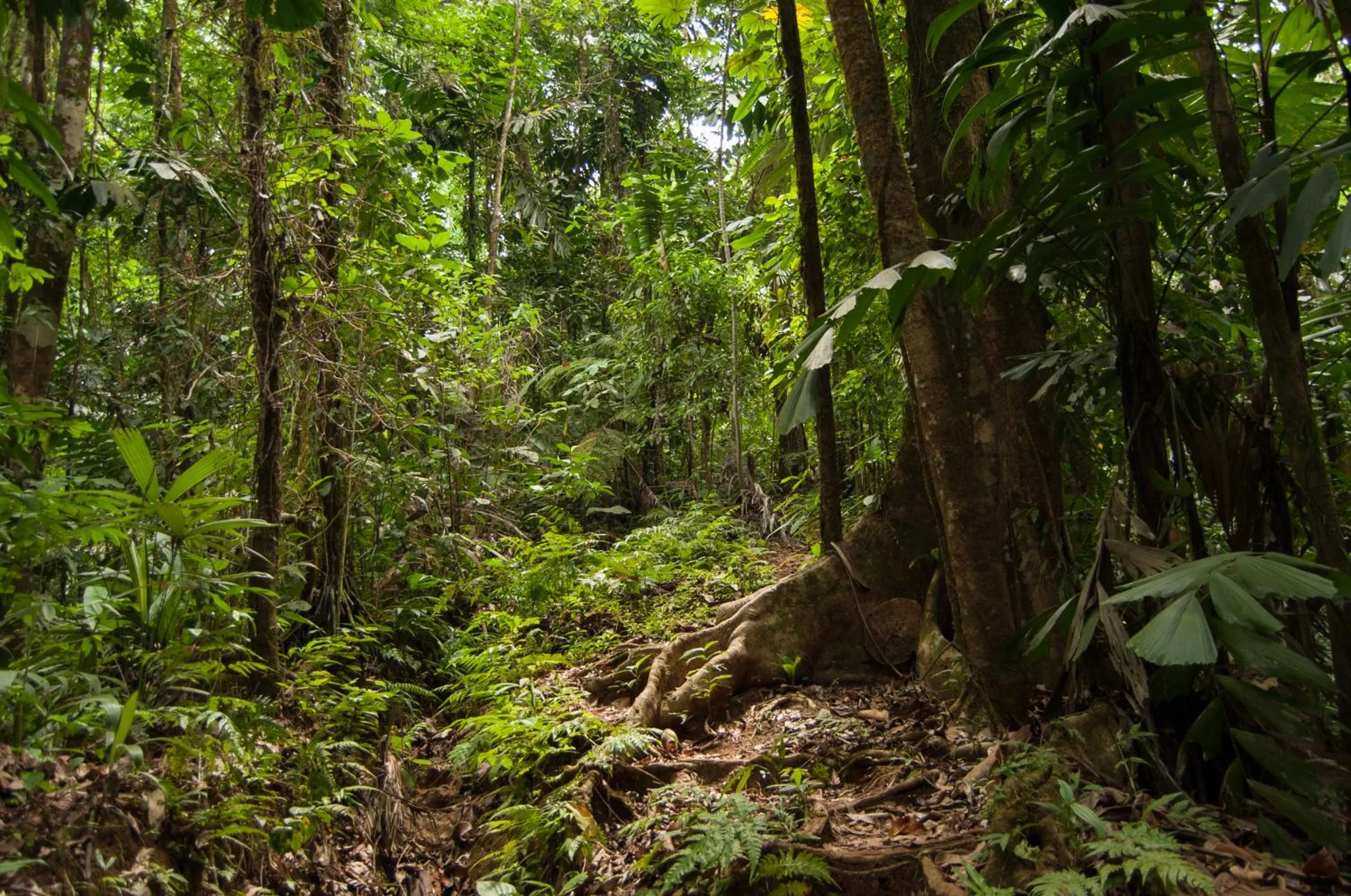 Area and facilities in Danta Corcovado Lodge
