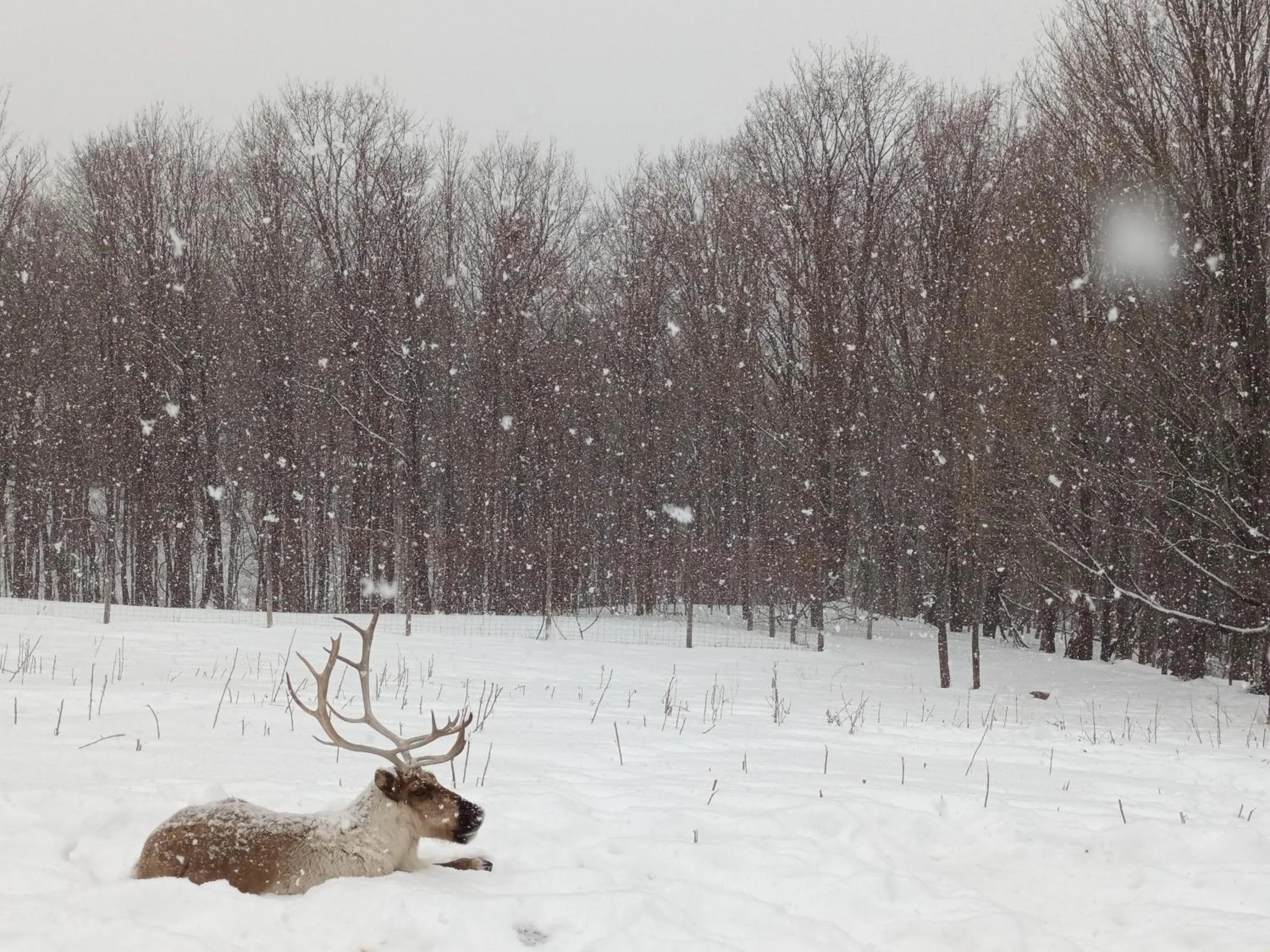 Winter in Pretty River Valley Country Inn