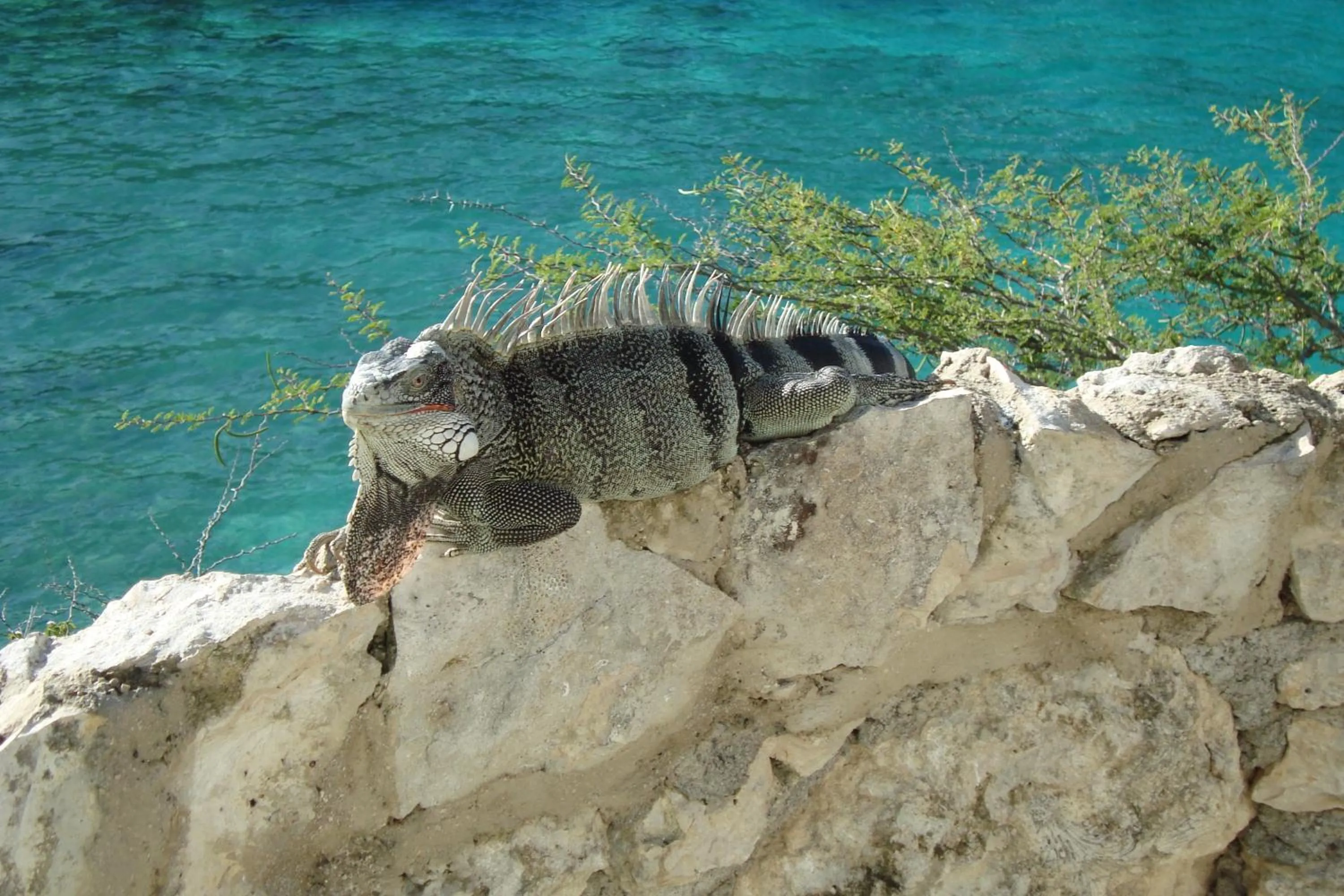 Animals in Heliemar